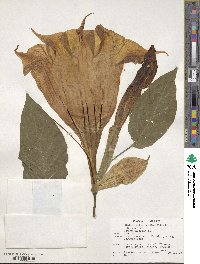 Datura arborea image