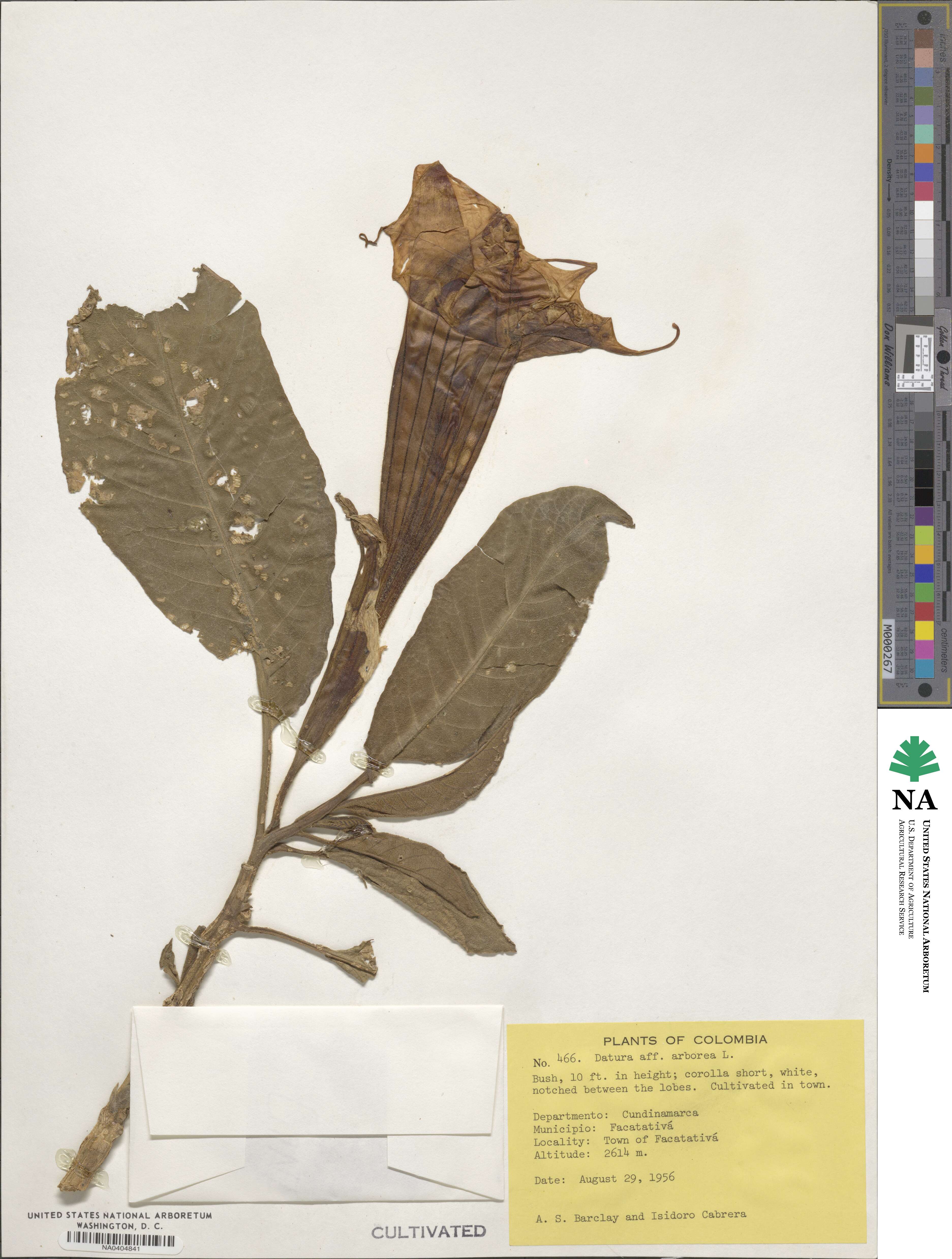 Datura arborea image