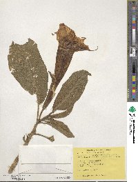 Datura arborea image