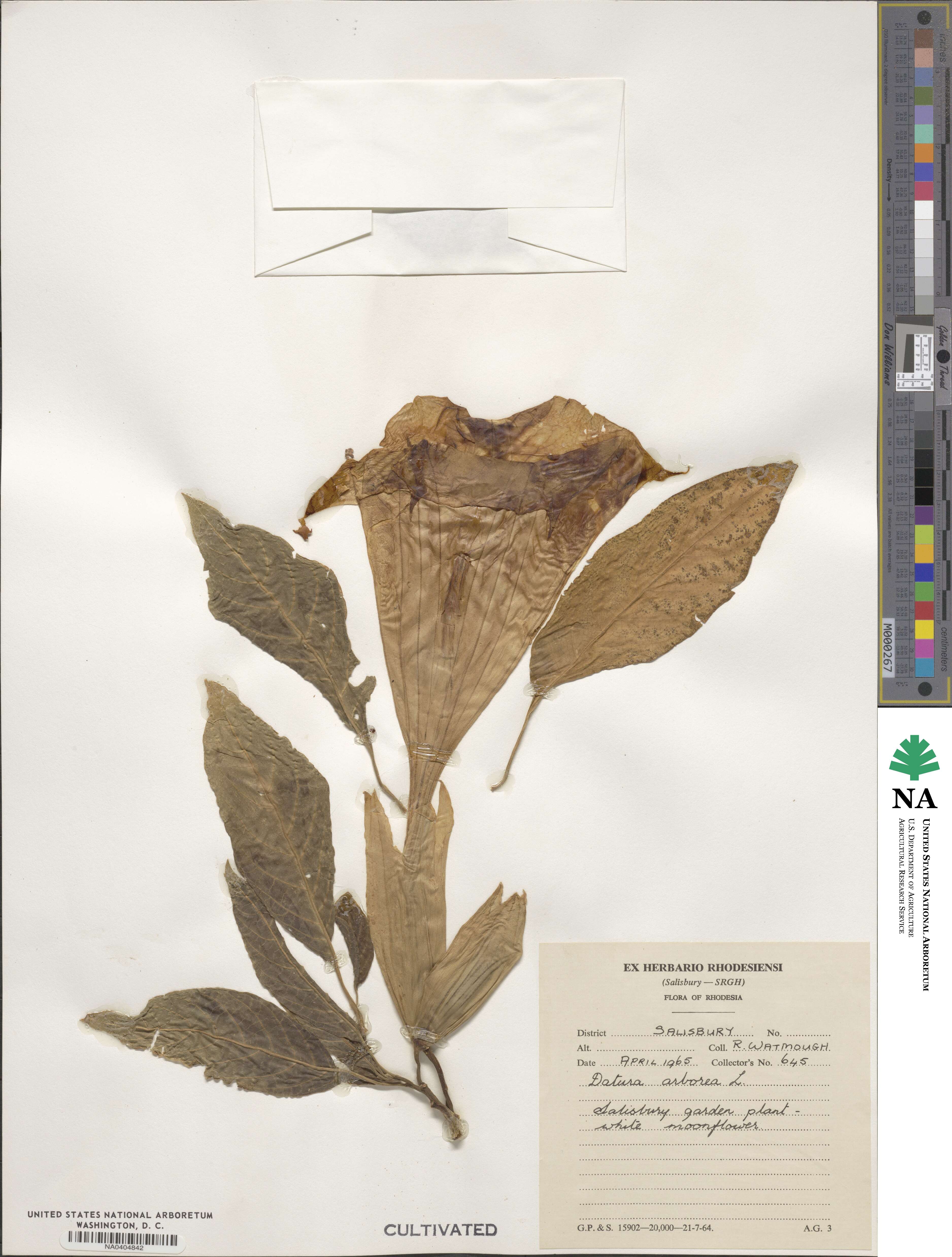 Datura image