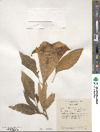 Datura arborea image