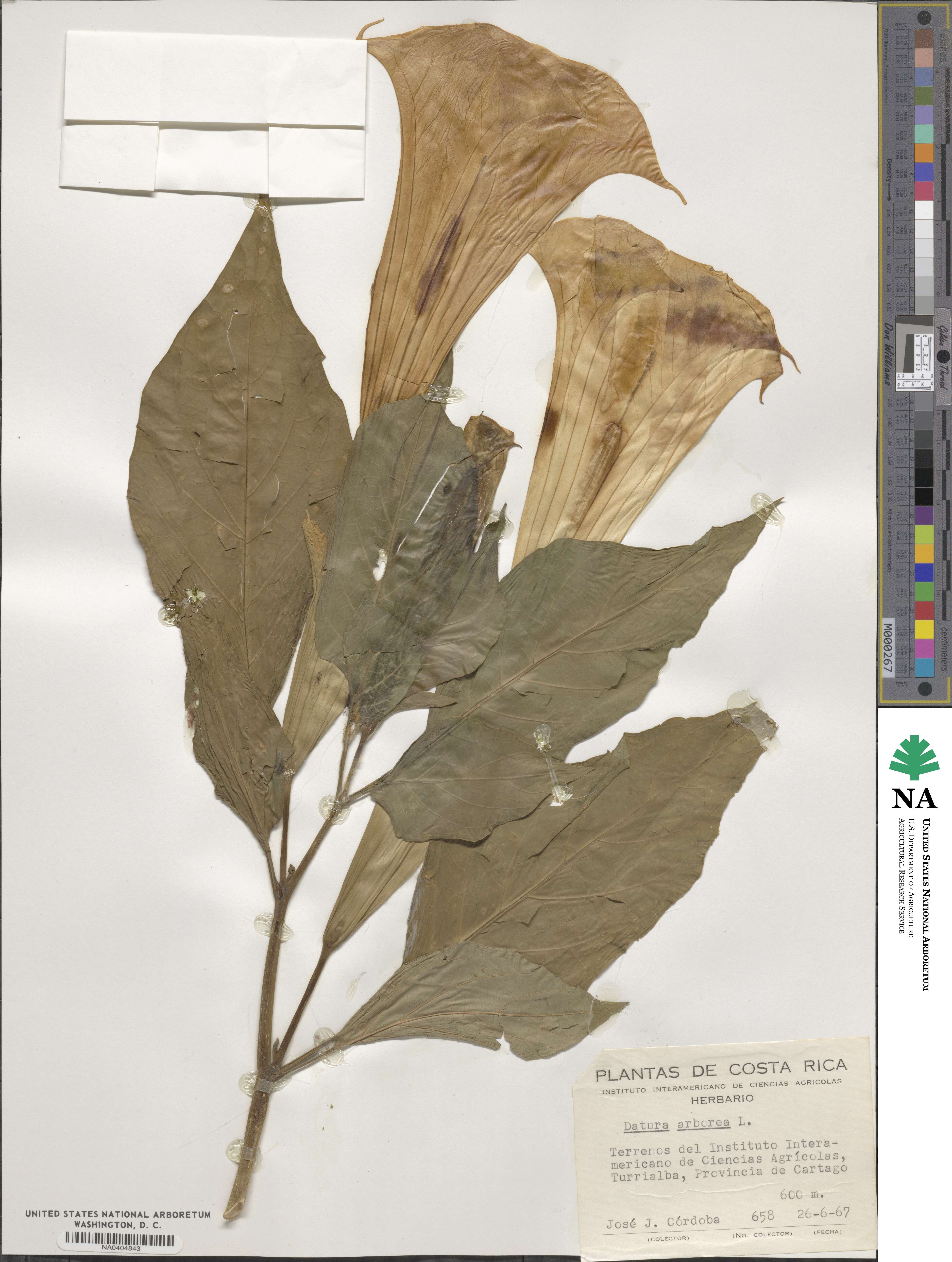 Datura arborea image