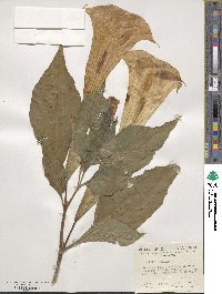 Datura arborea image