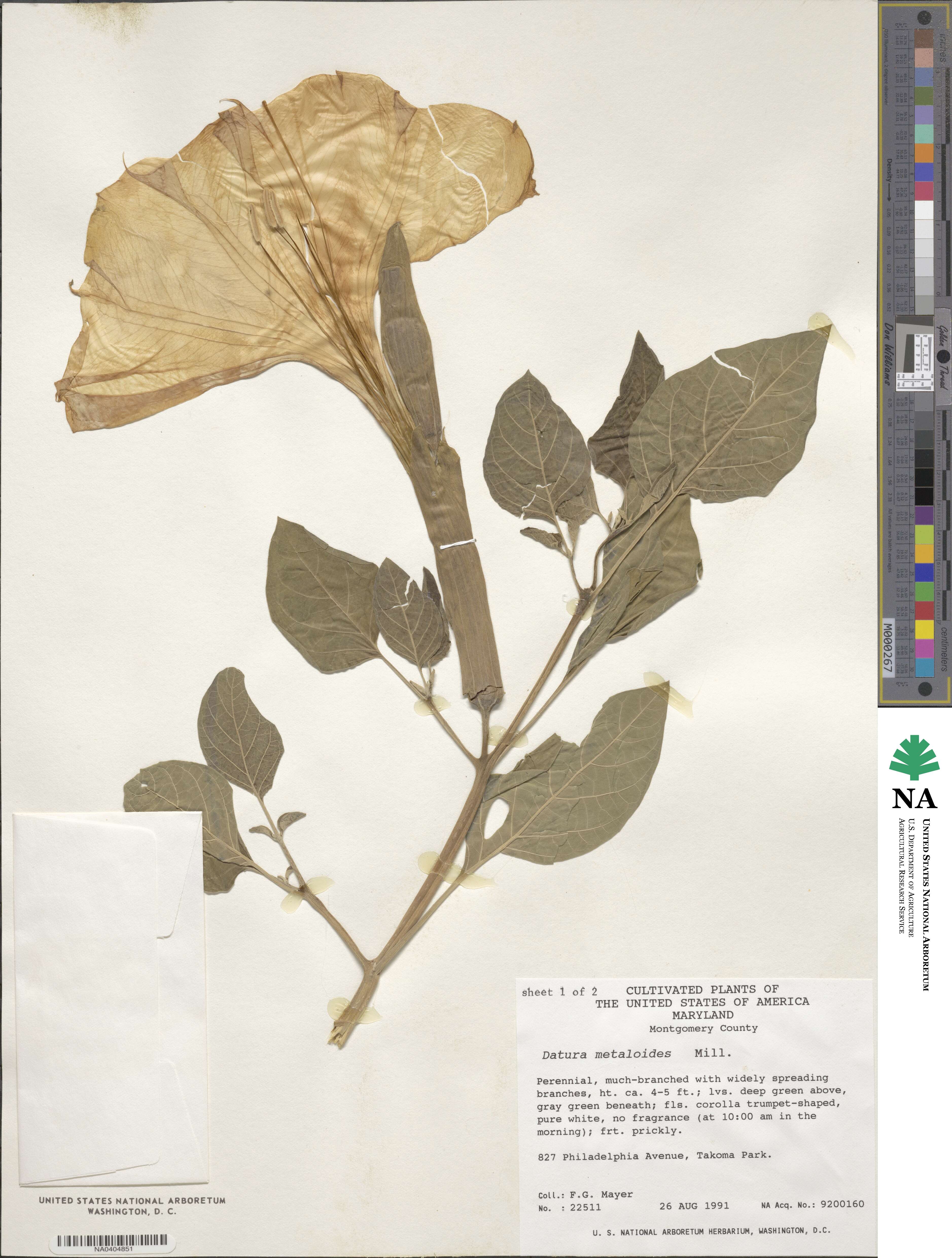 Datura innoxia image