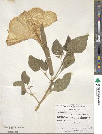 Datura innoxia image