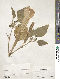 Datura innoxia image