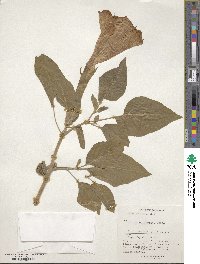 Datura innoxia image