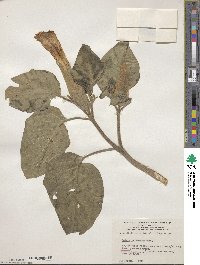 Datura innoxia image