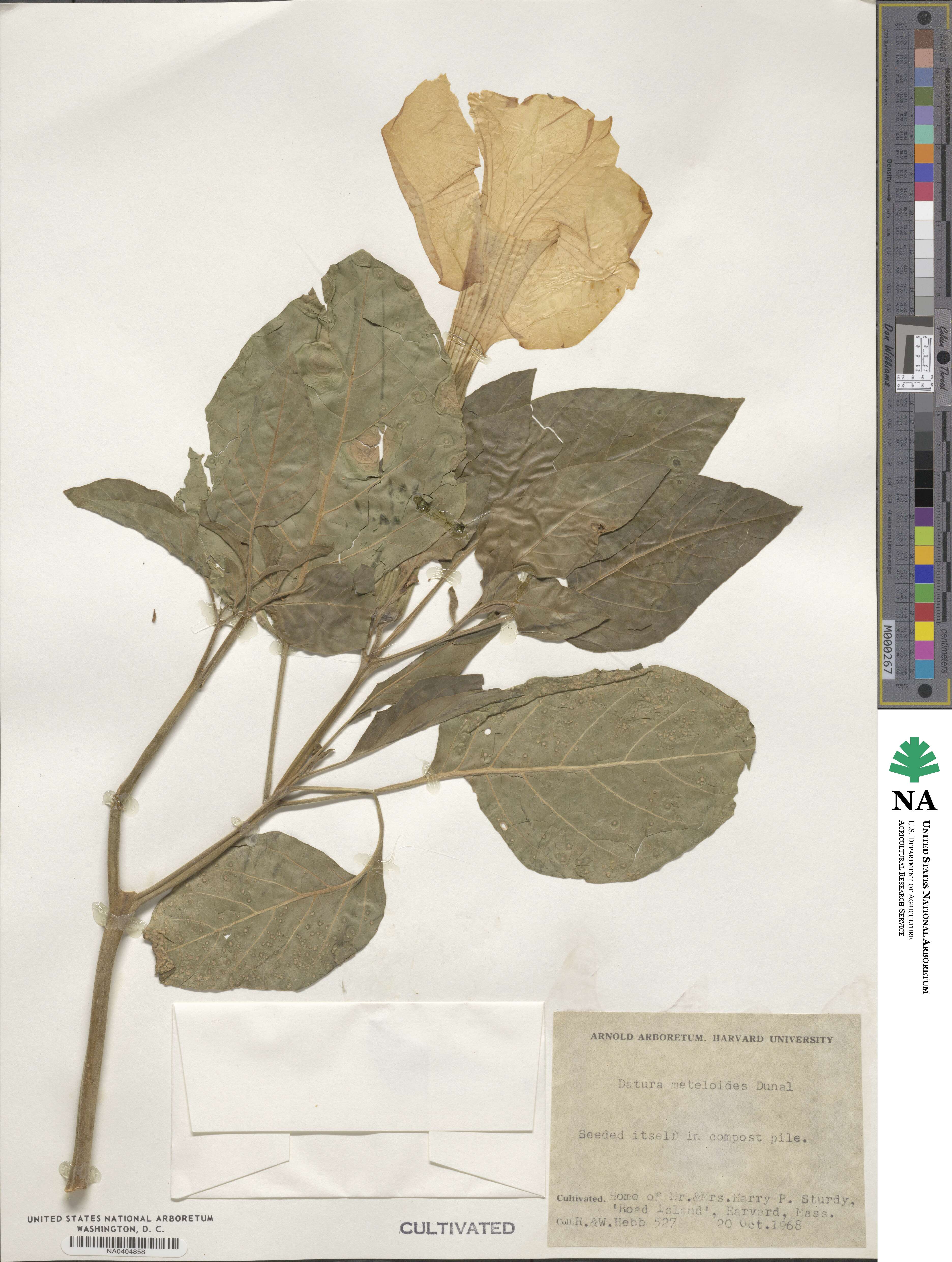 Datura innoxia image