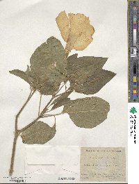 Datura innoxia image