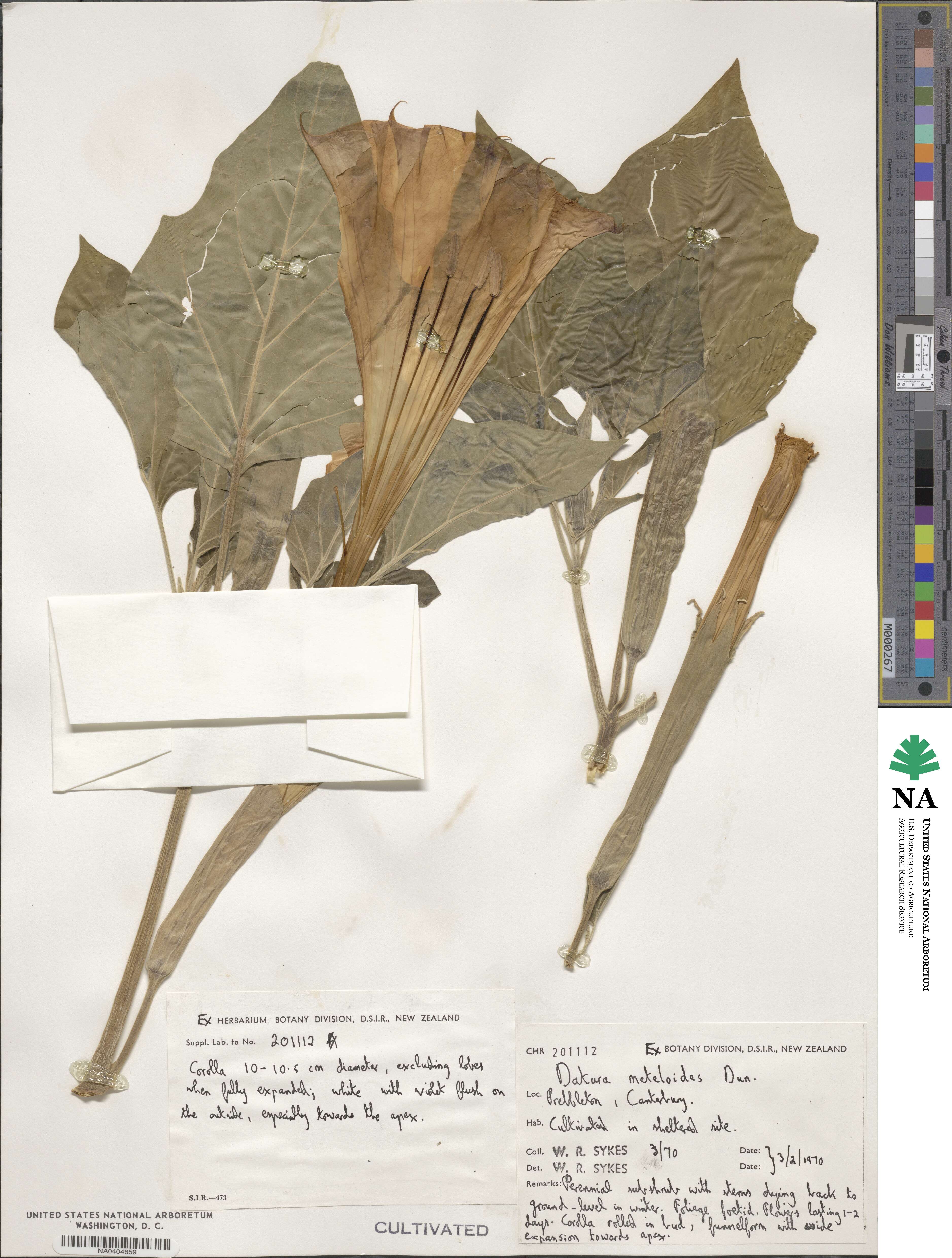 Datura innoxia image