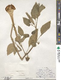 Datura innoxia image