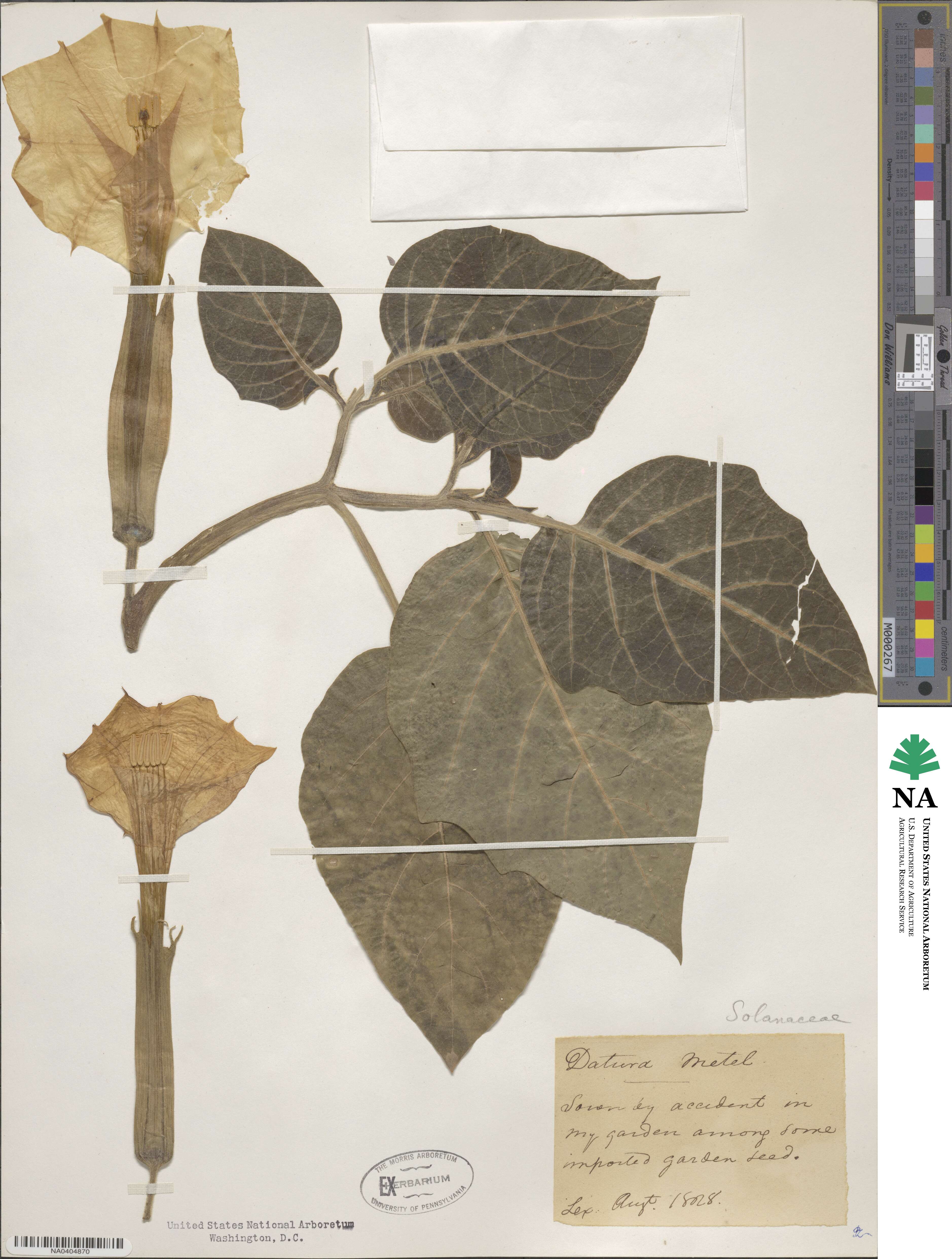 Datura metel image