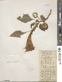 Datura metel image