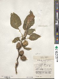 Datura metel image