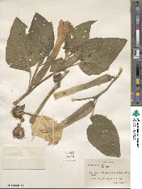 Datura innoxia image