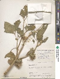 Datura discolor image