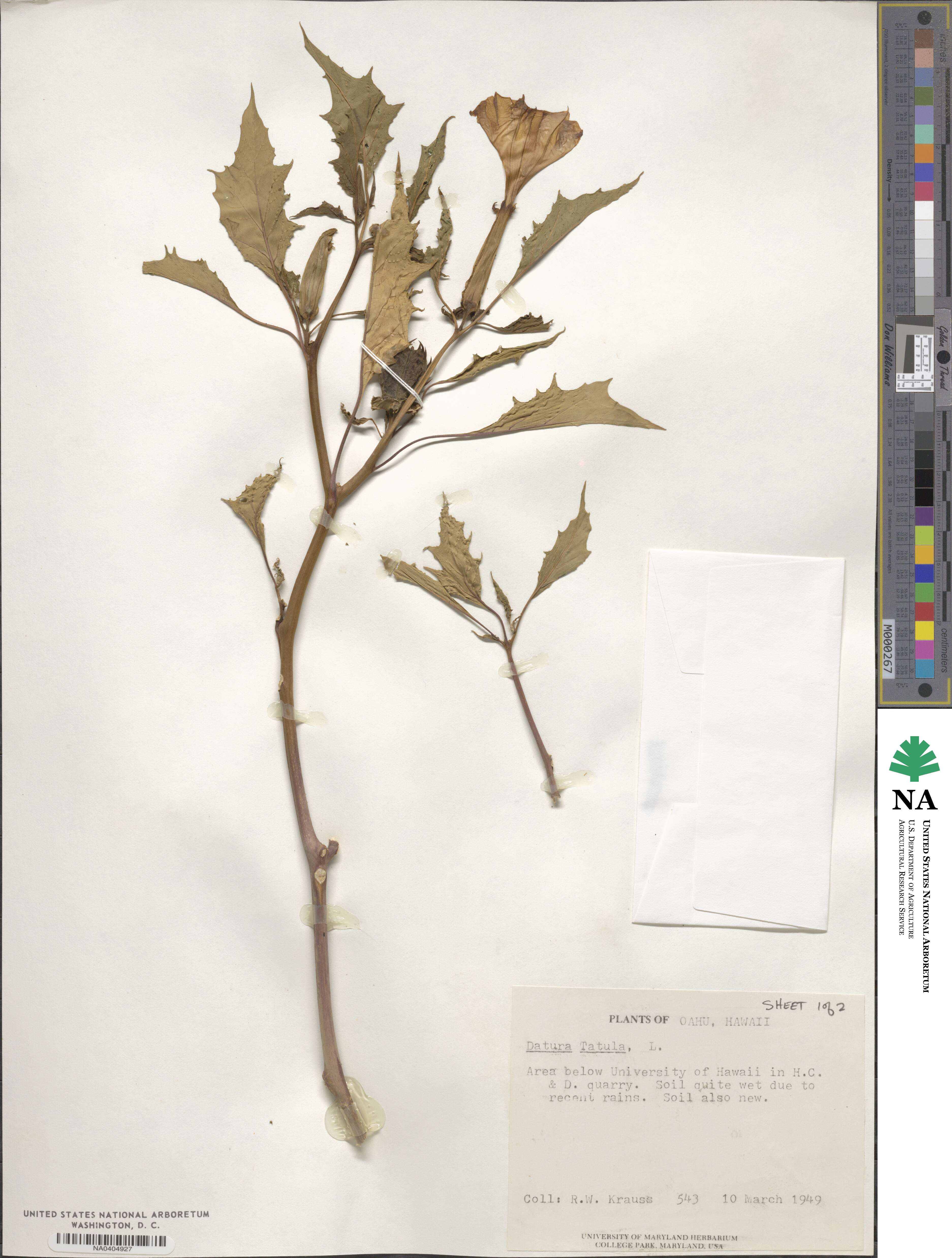 Datura stramonium var. tatula image