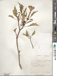 Datura stramonium image