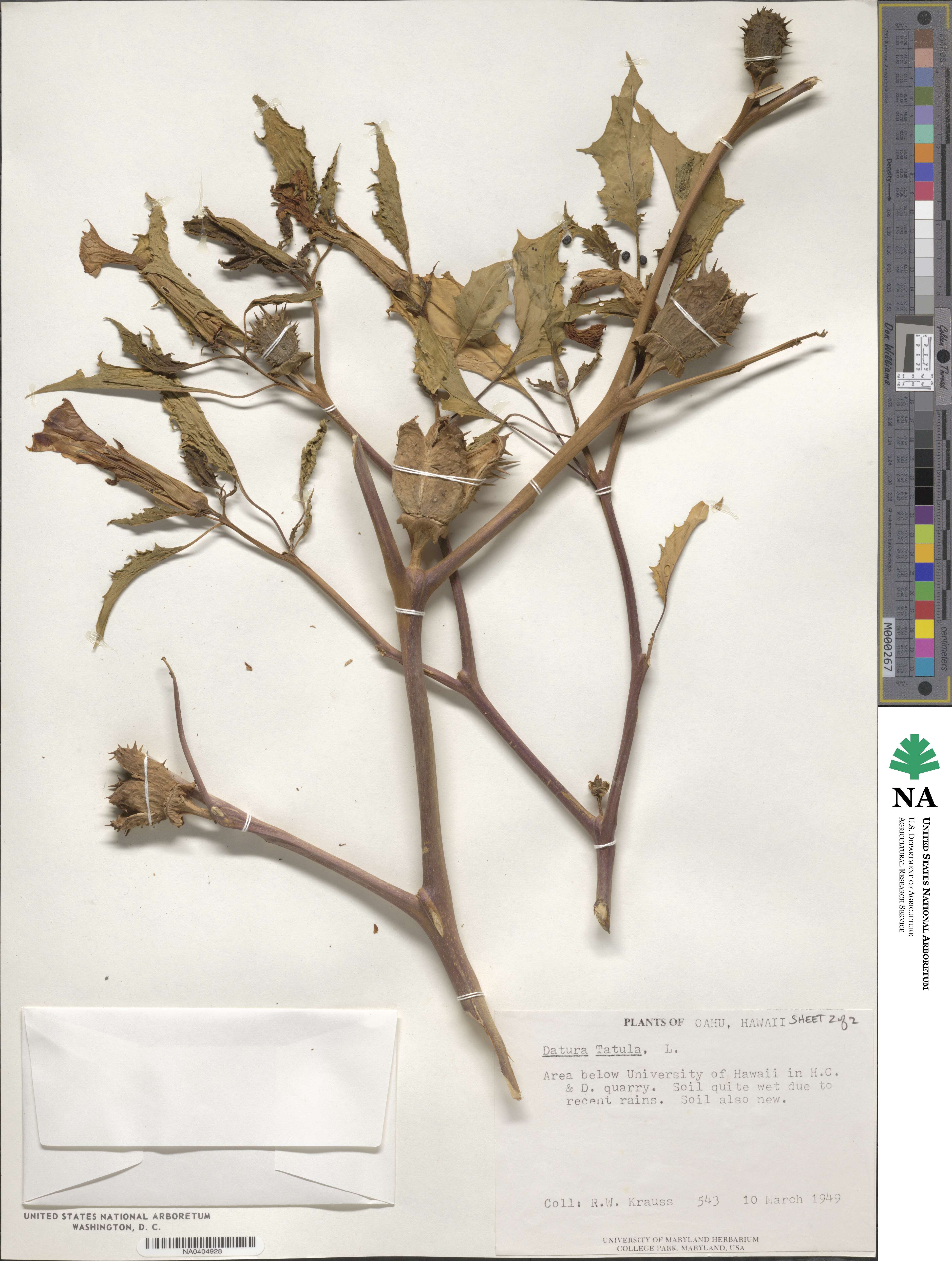 Datura stramonium image