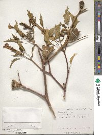 Datura stramonium image