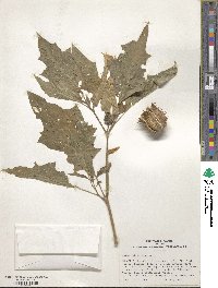 Datura stramonium image