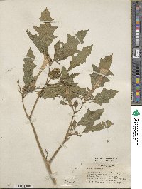 Datura stramonium image