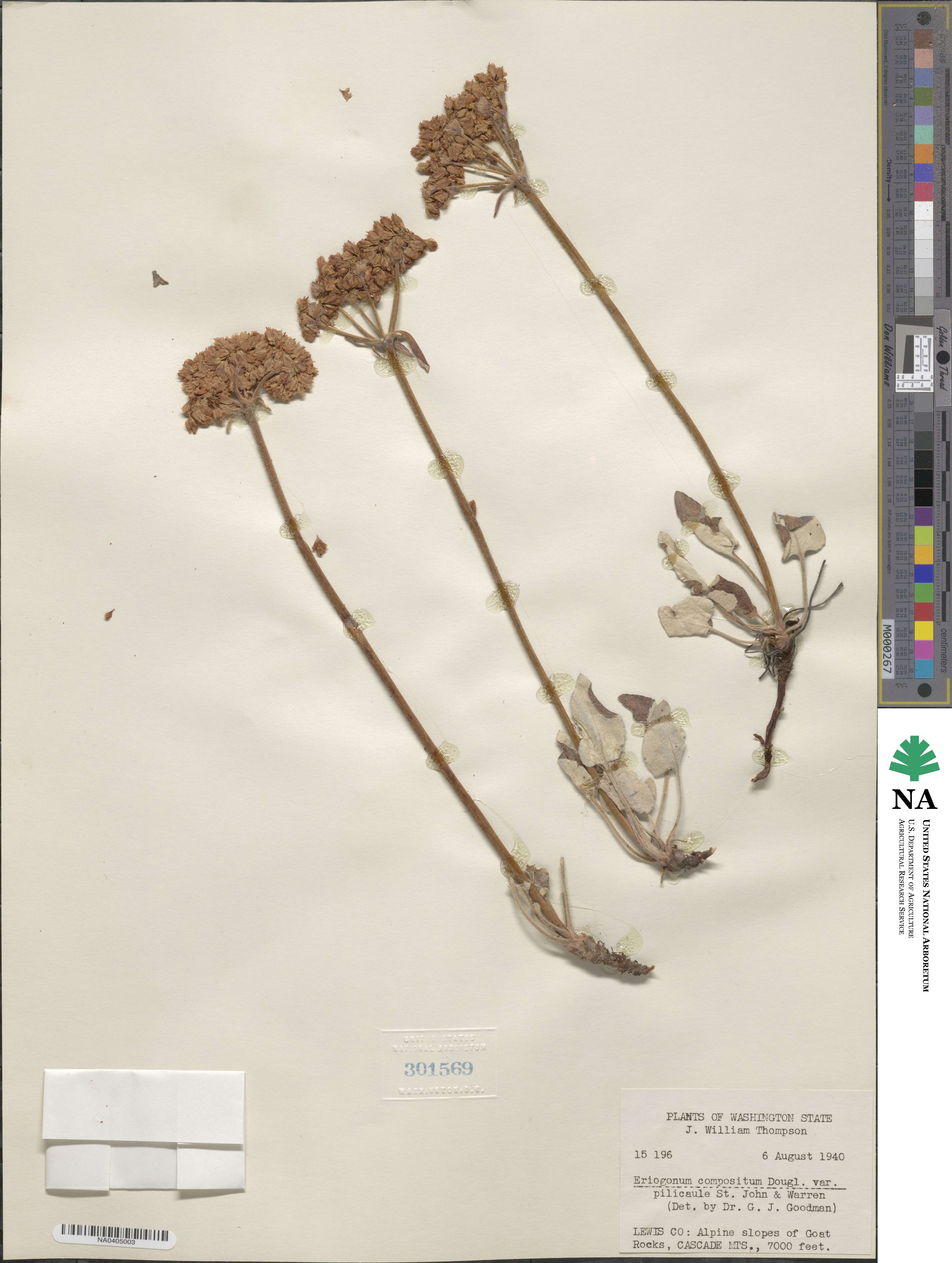 Eriogonum compositum image