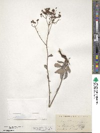 Eriogonum corymbosum image