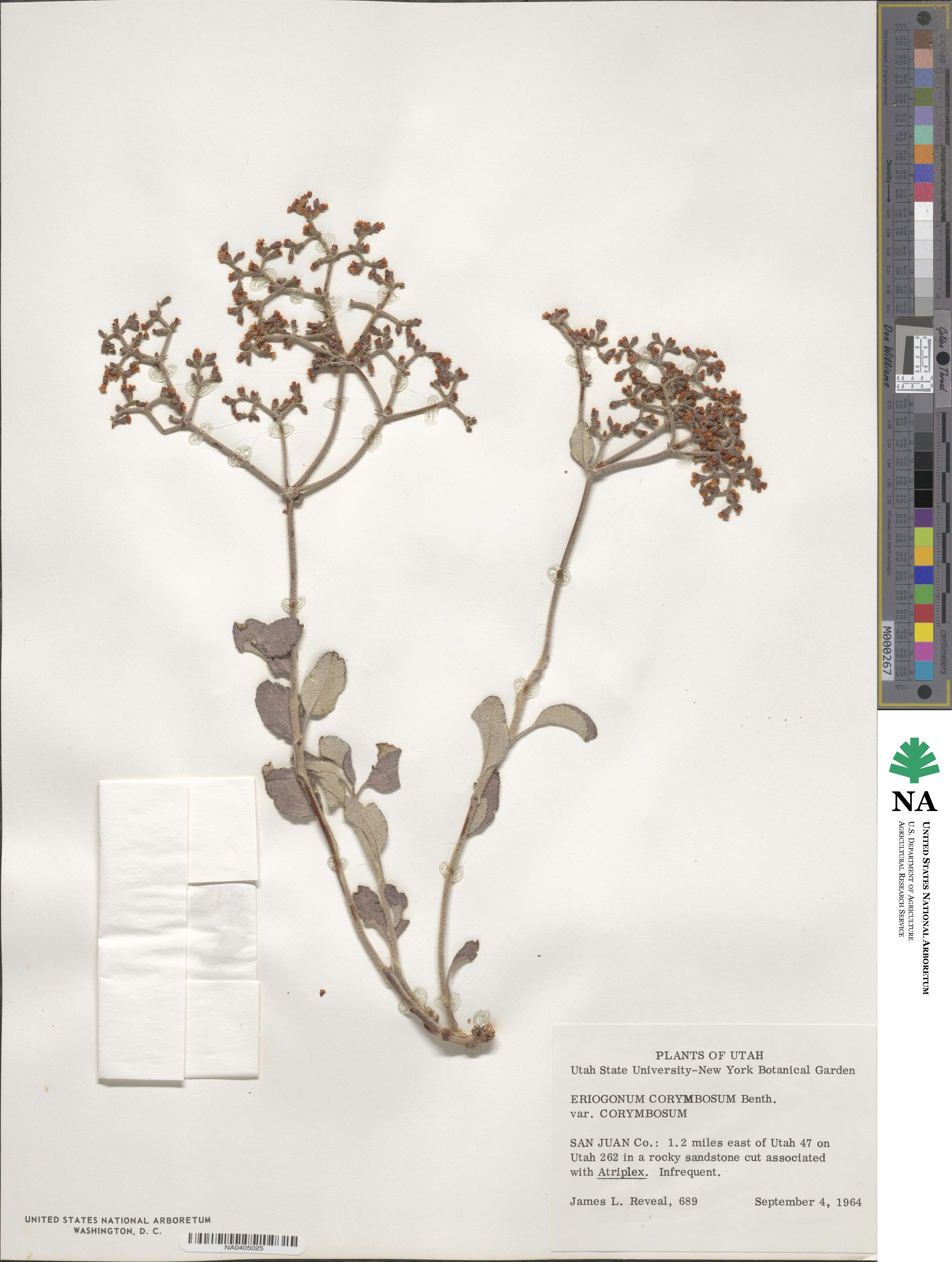 Eriogonum corymbosum image