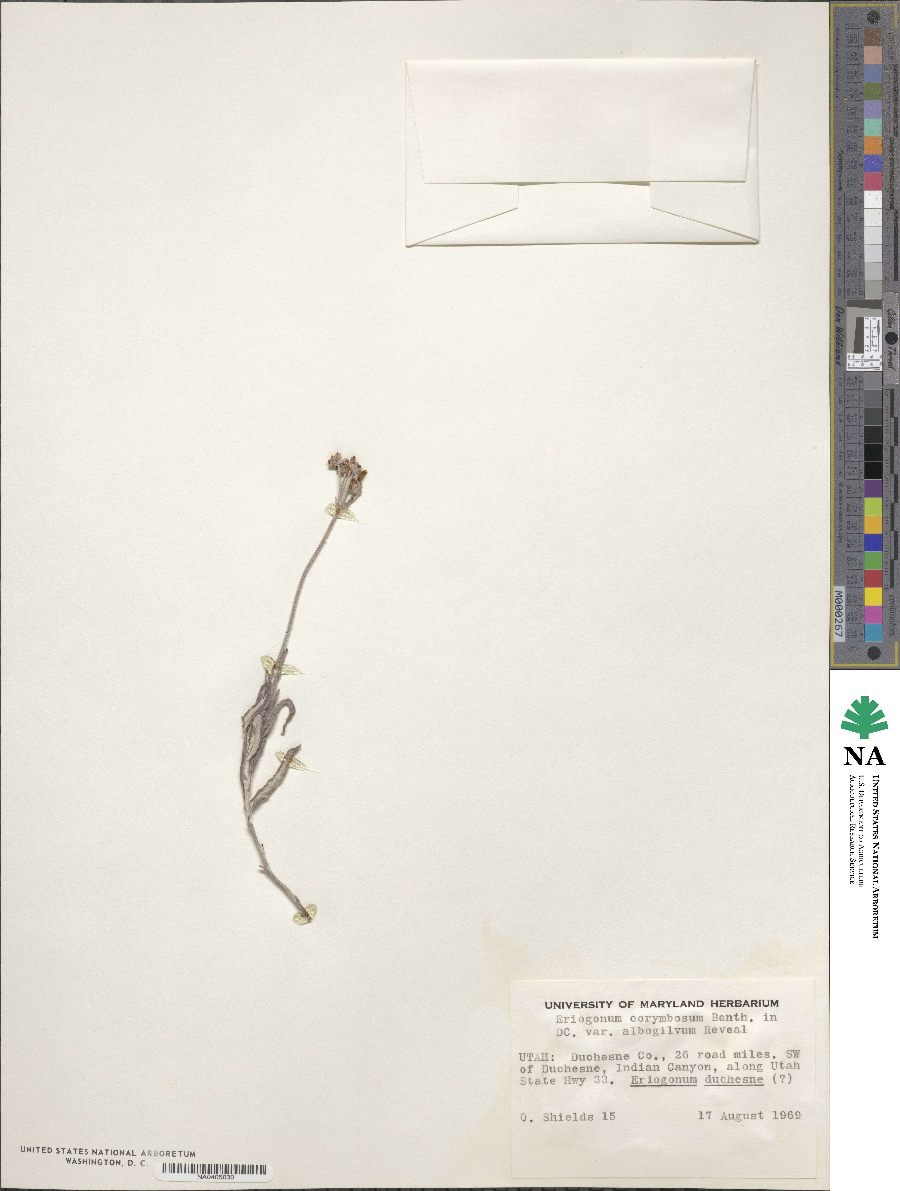 Eriogonum × duchesnense image