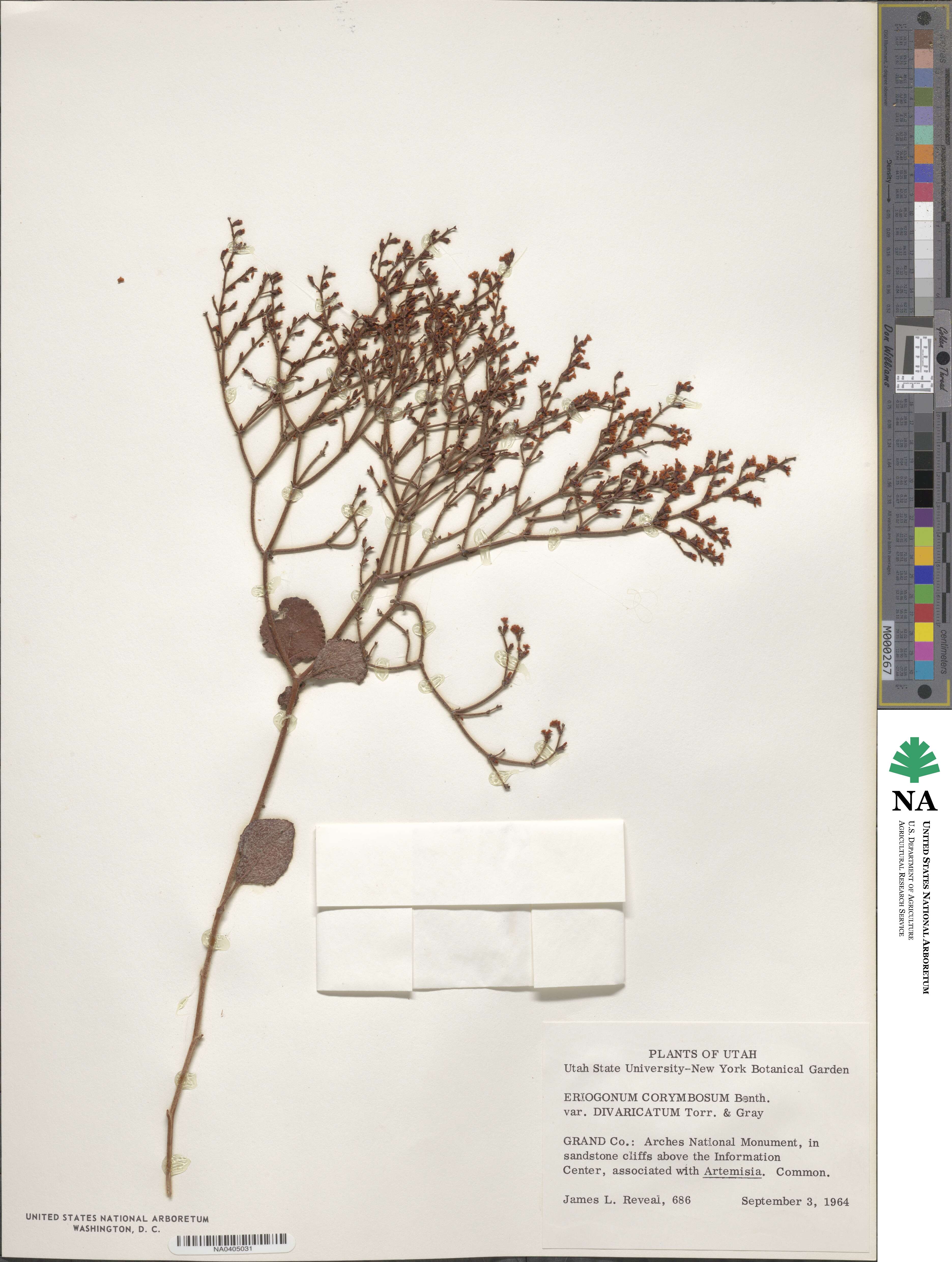Eriogonum corymbosum var. divaricatum image