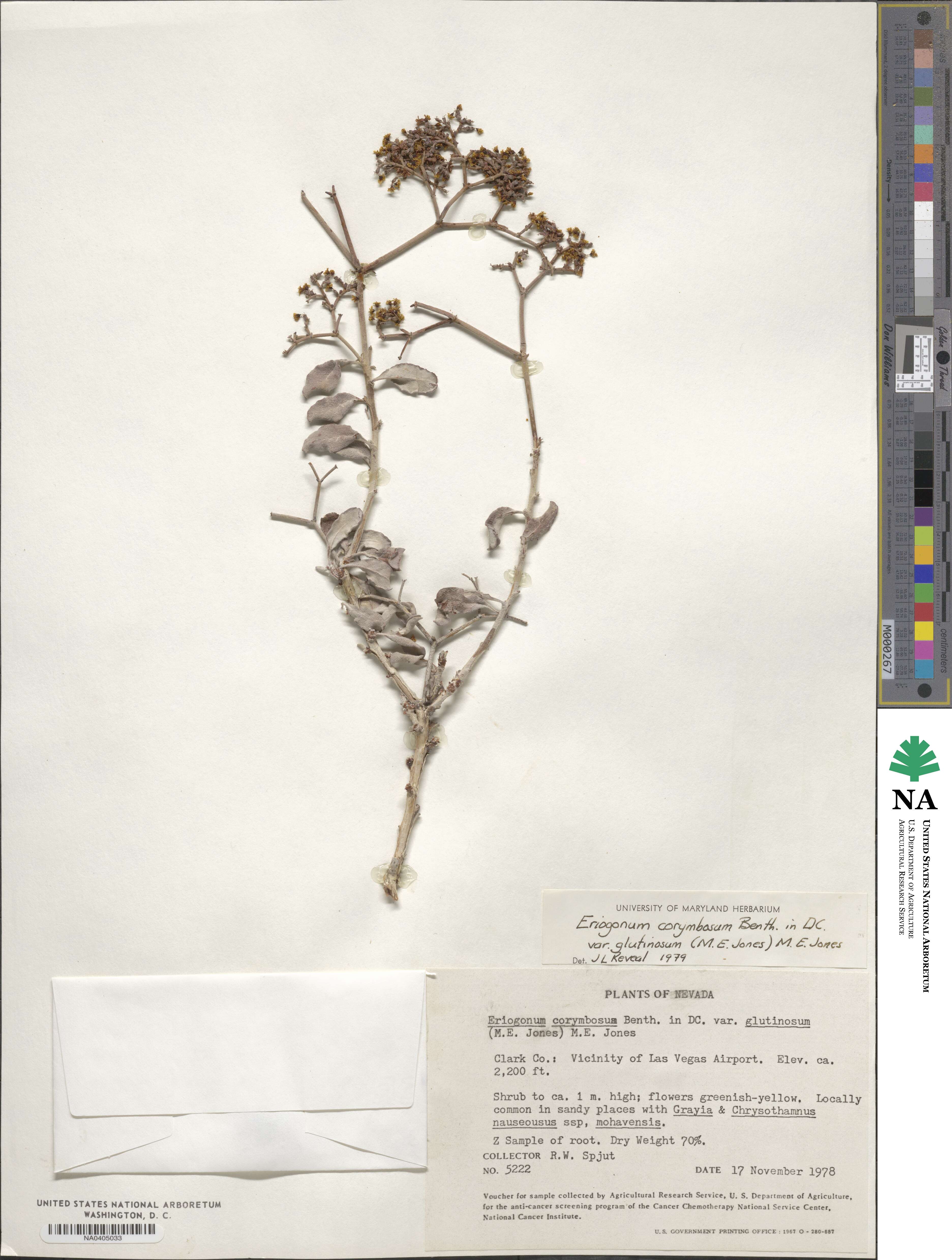Eriogonum corymbosum var. glutinosum image