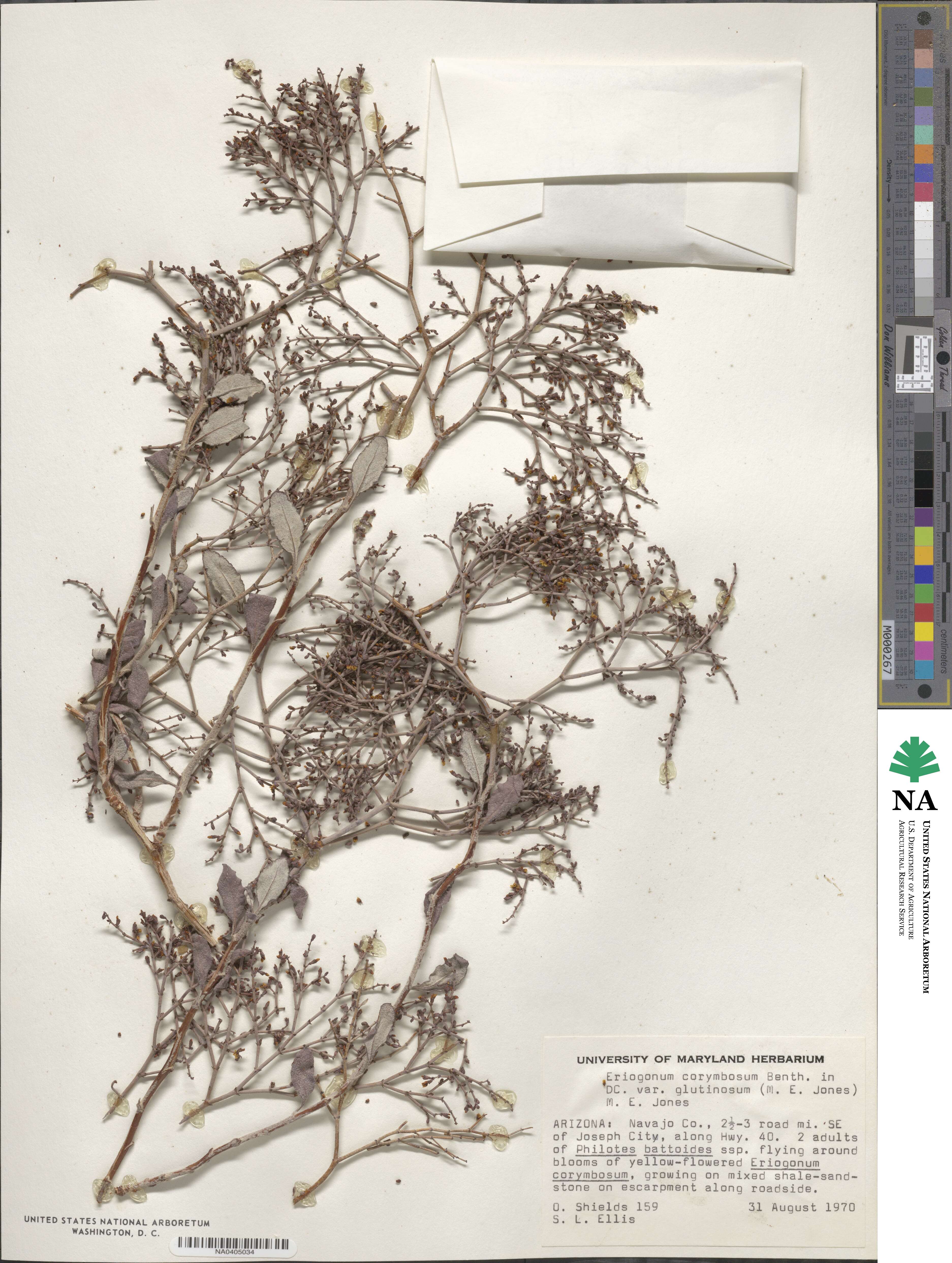 Eriogonum corymbosum var. glutinosum image