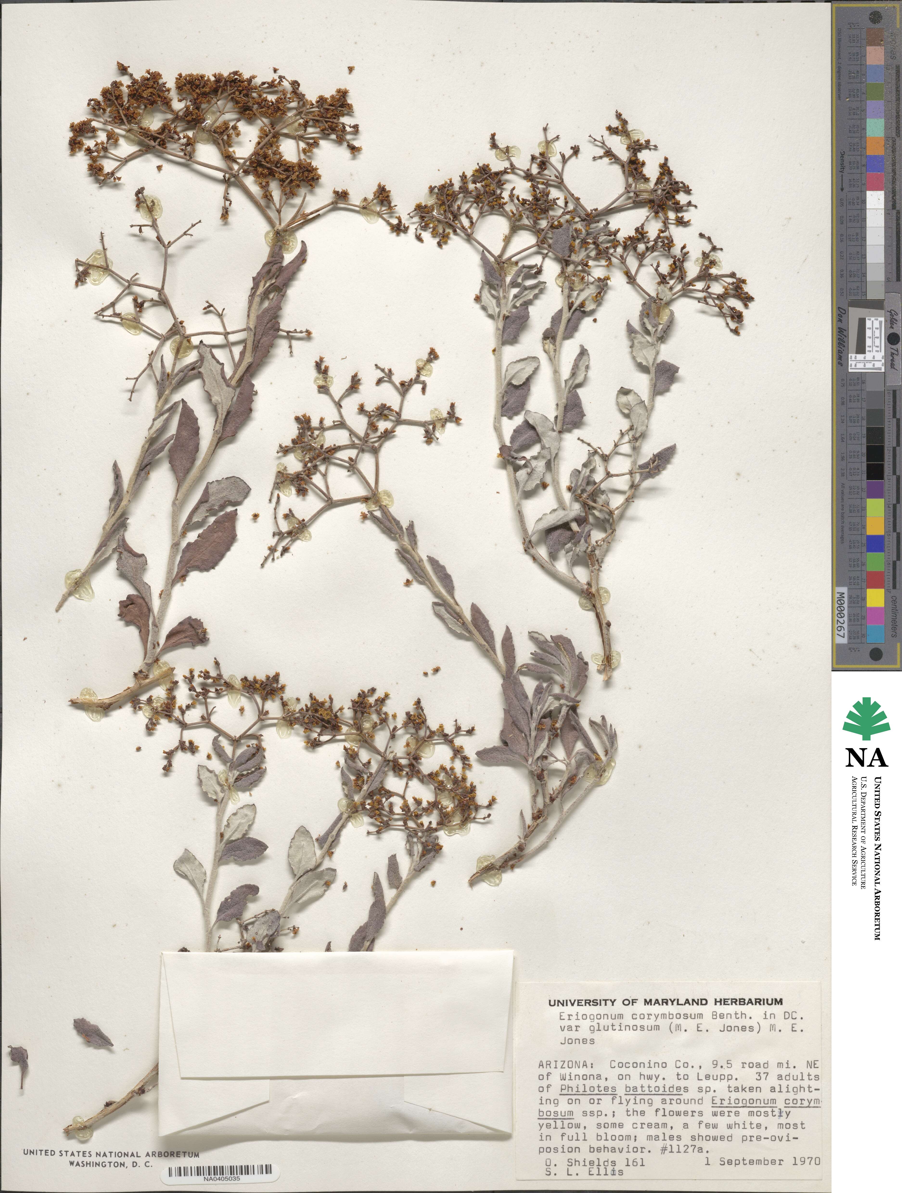 Eriogonum corymbosum var. glutinosum image
