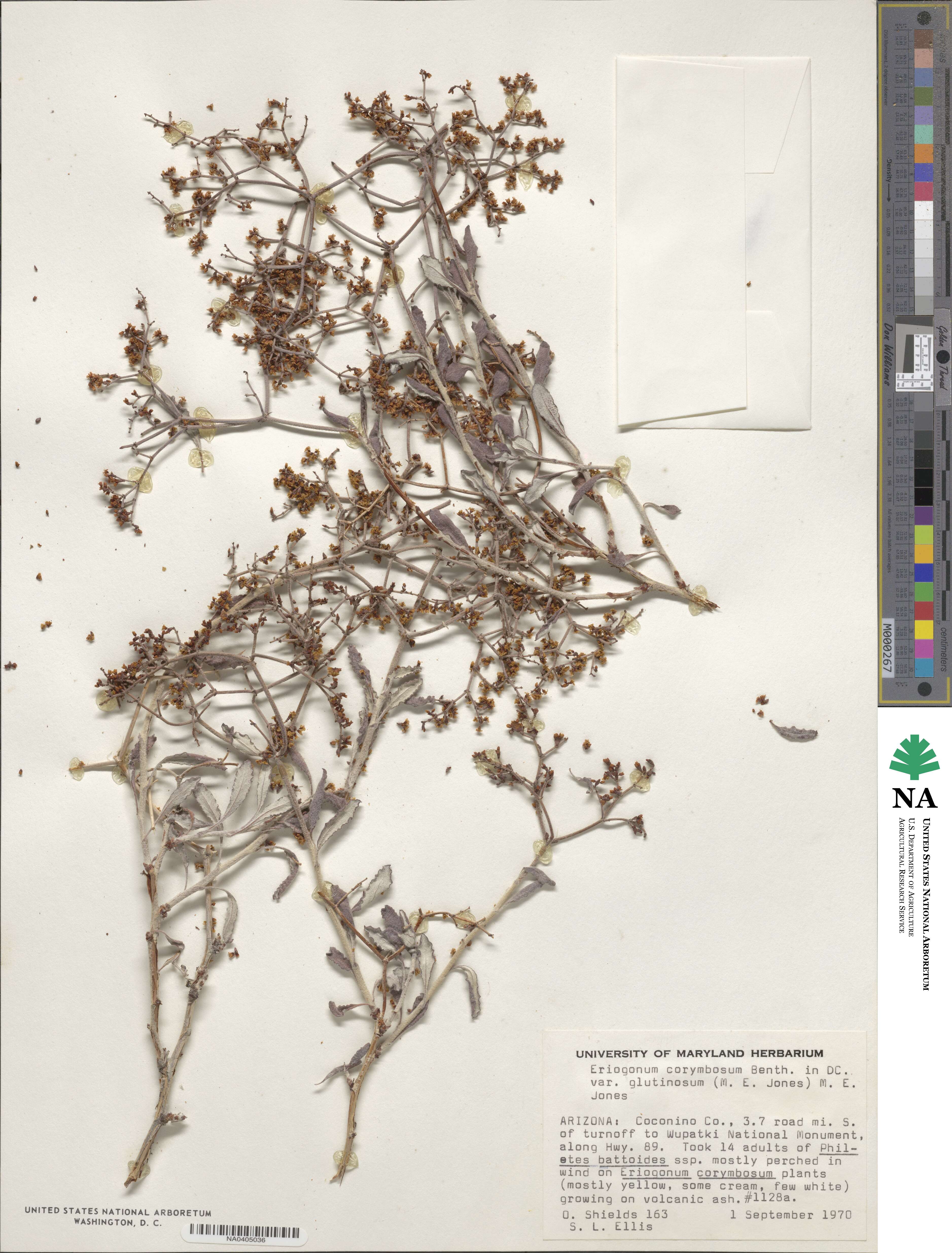 Eriogonum corymbosum image