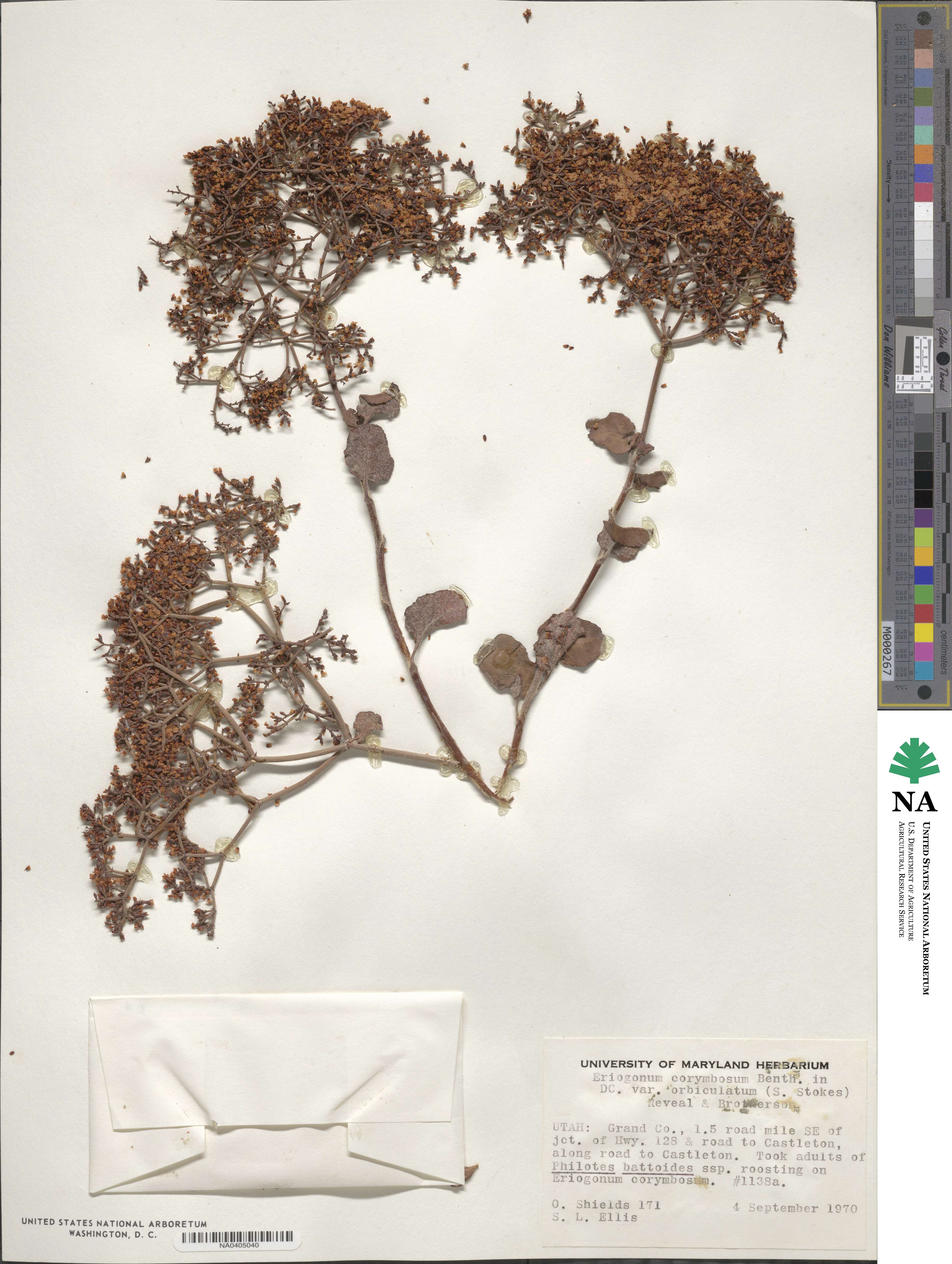 Eriogonum corymbosum var. orbiculatum image