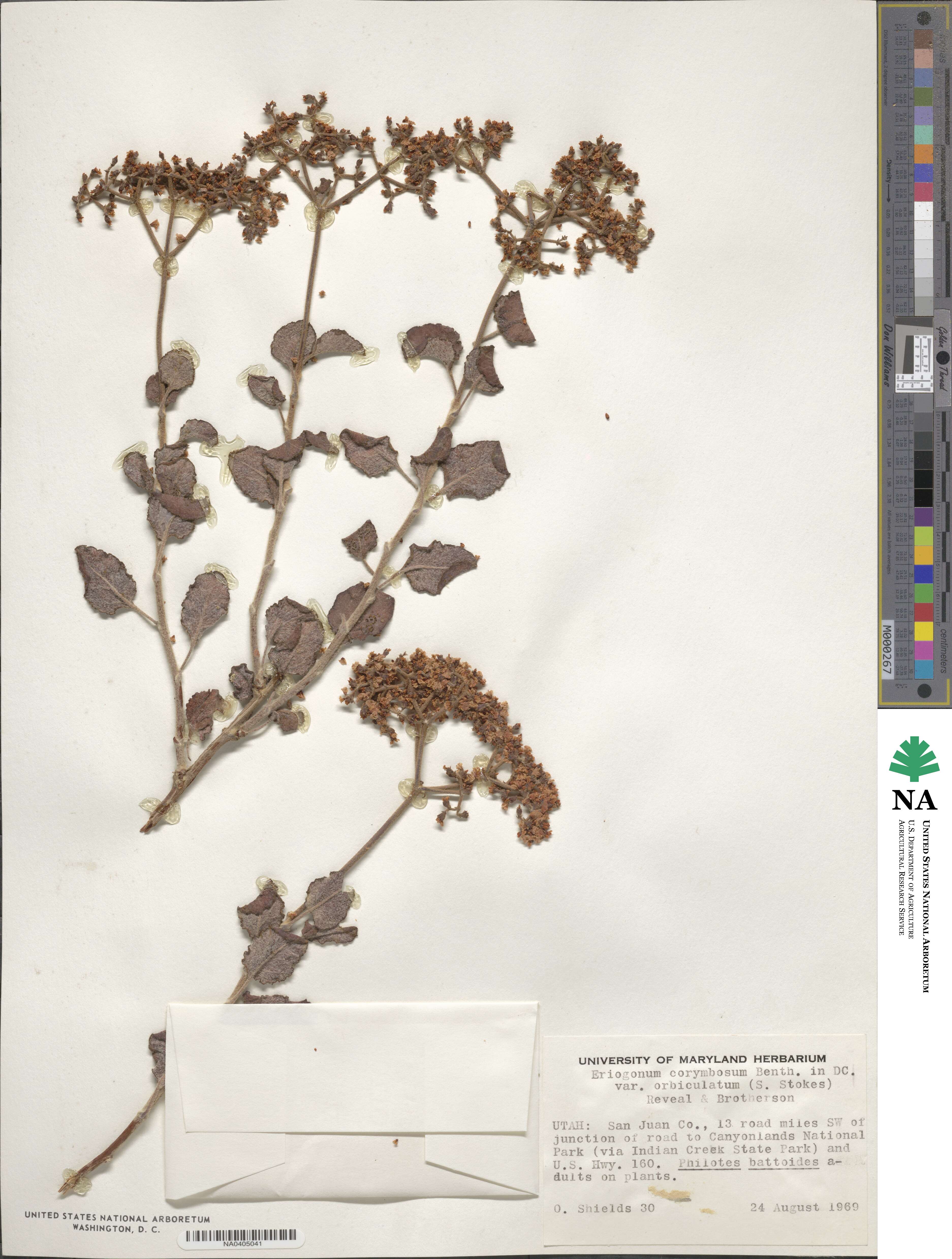 Eriogonum corymbosum var. orbiculatum image