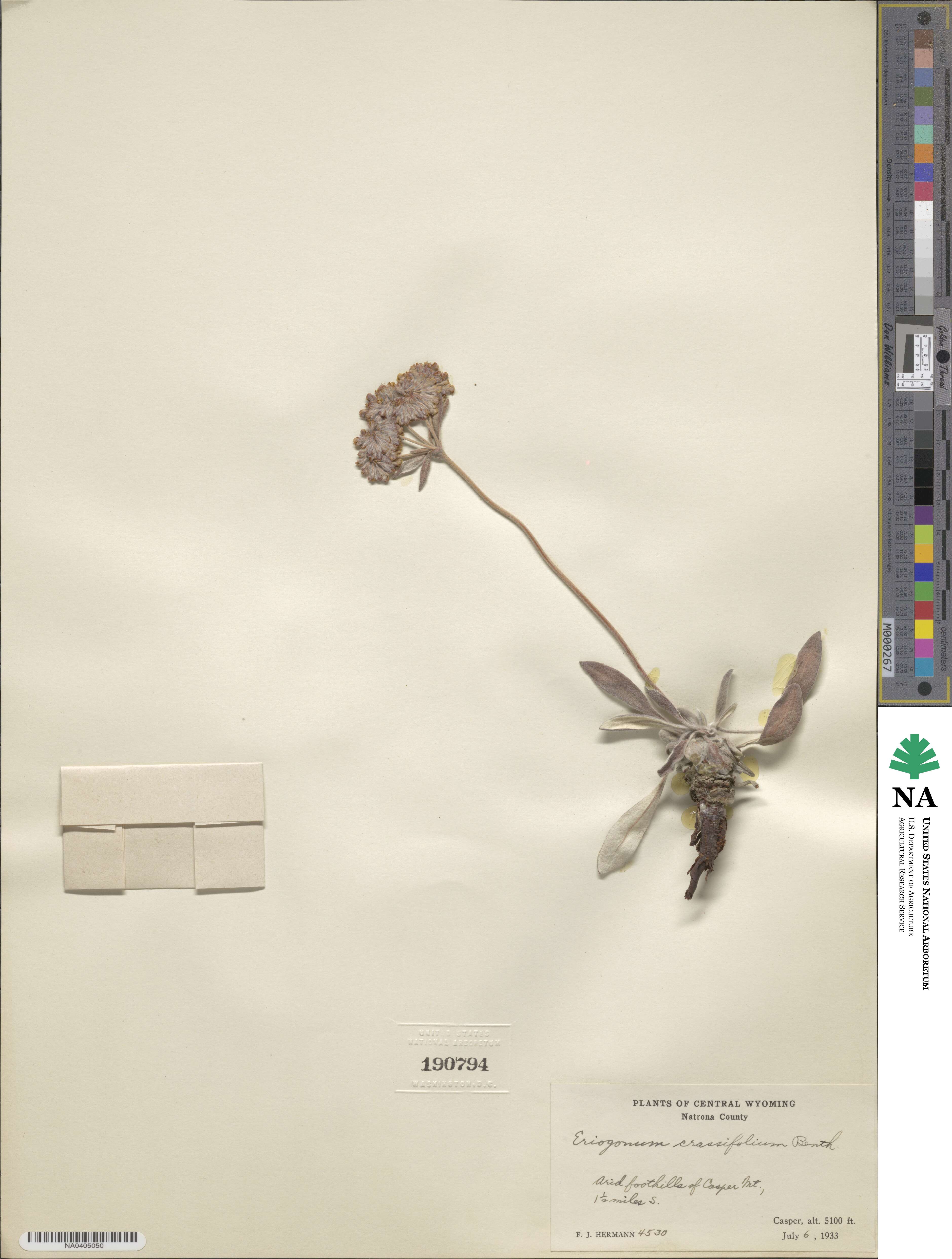 Eriogonum flavum image