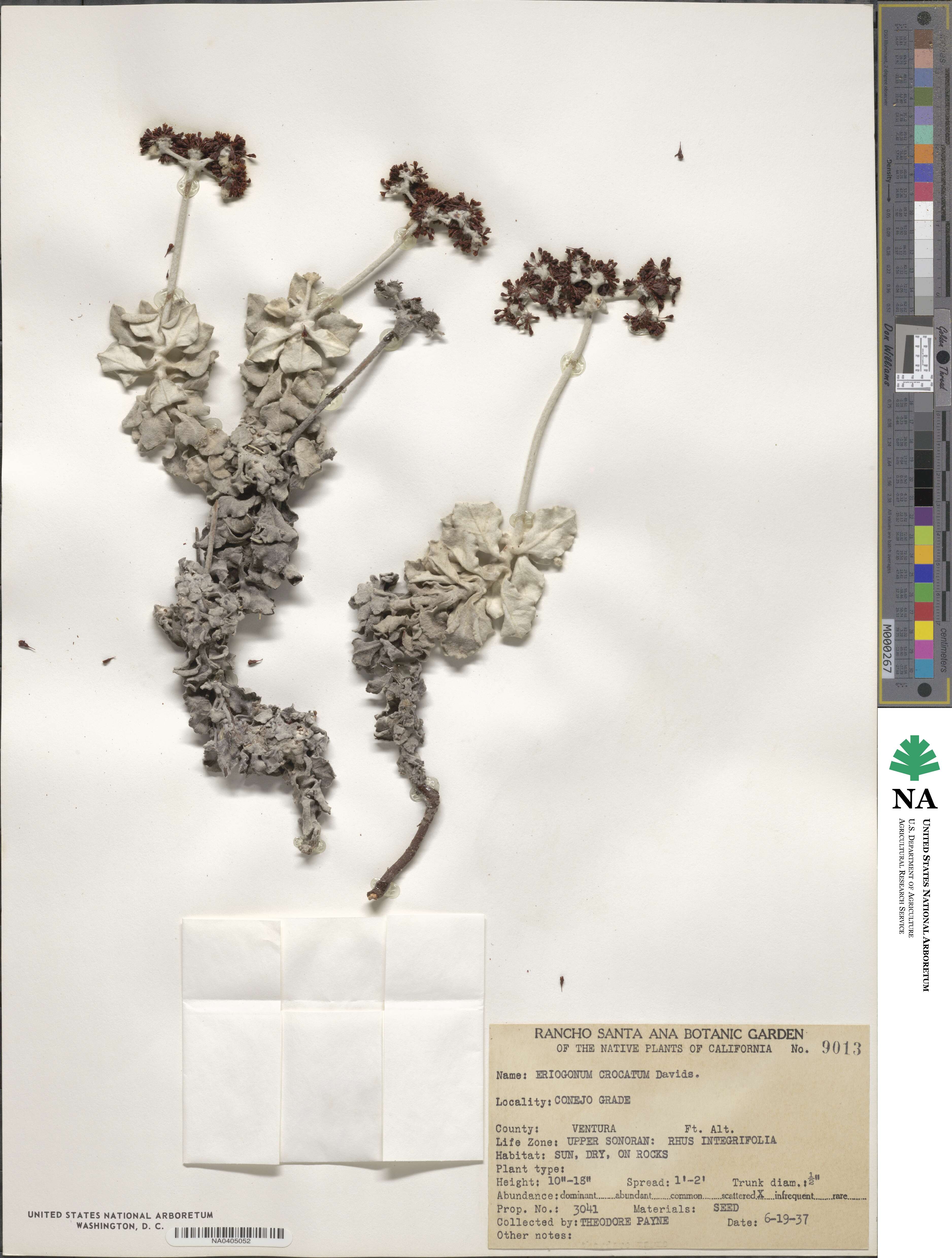 Eriogonum crocatum image
