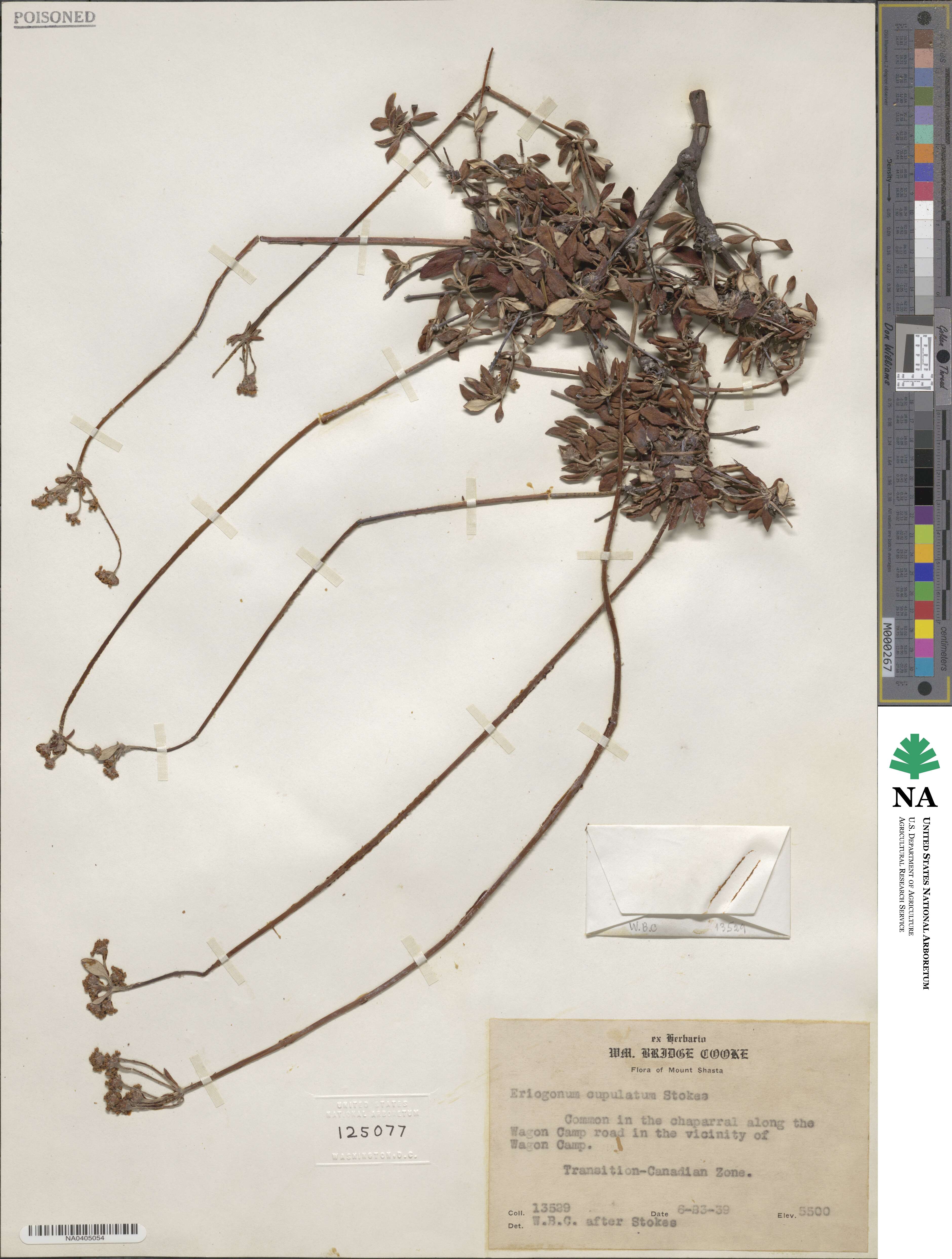 Eriogonum marifolium var. cupulatum image