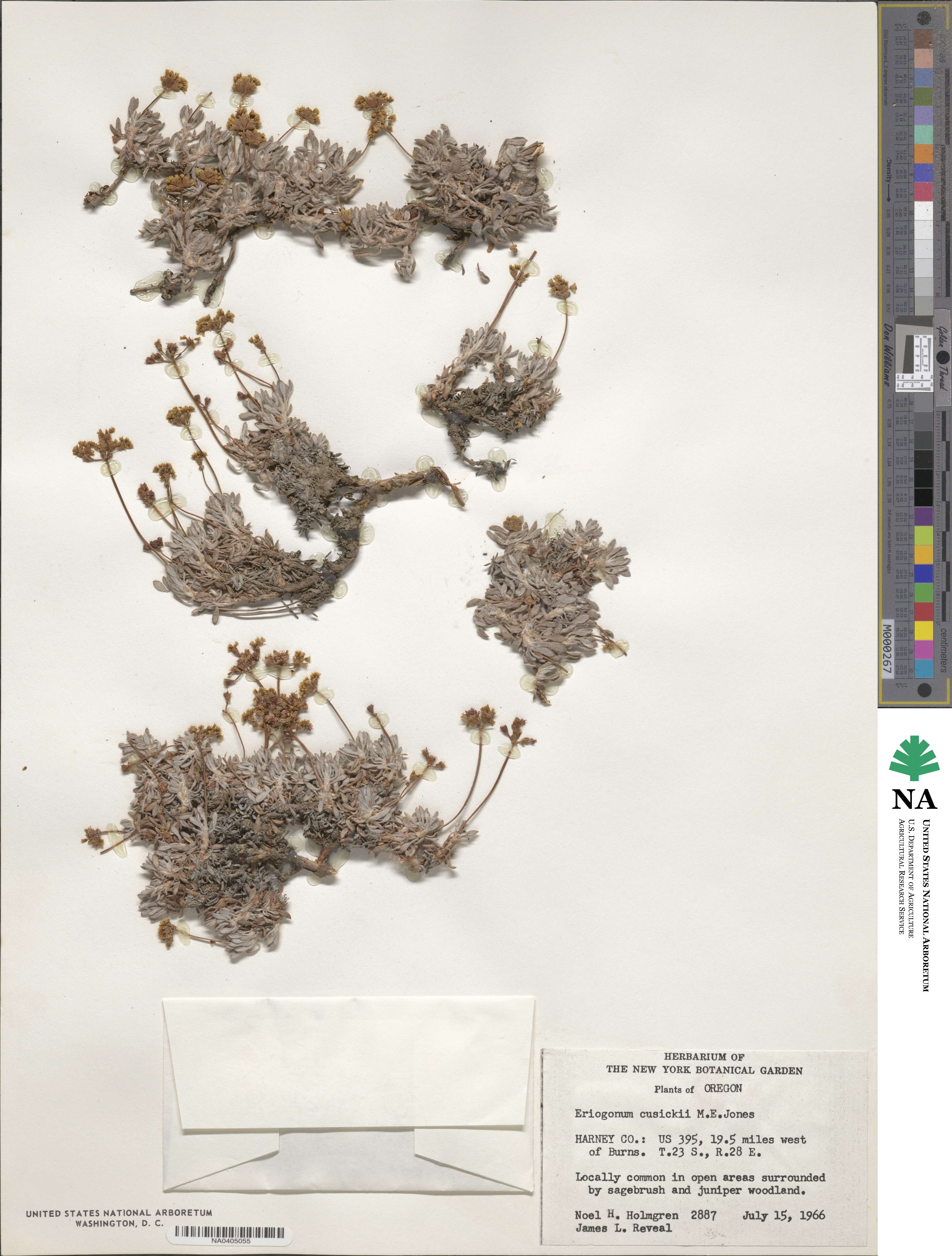 Eriogonum cusickii image