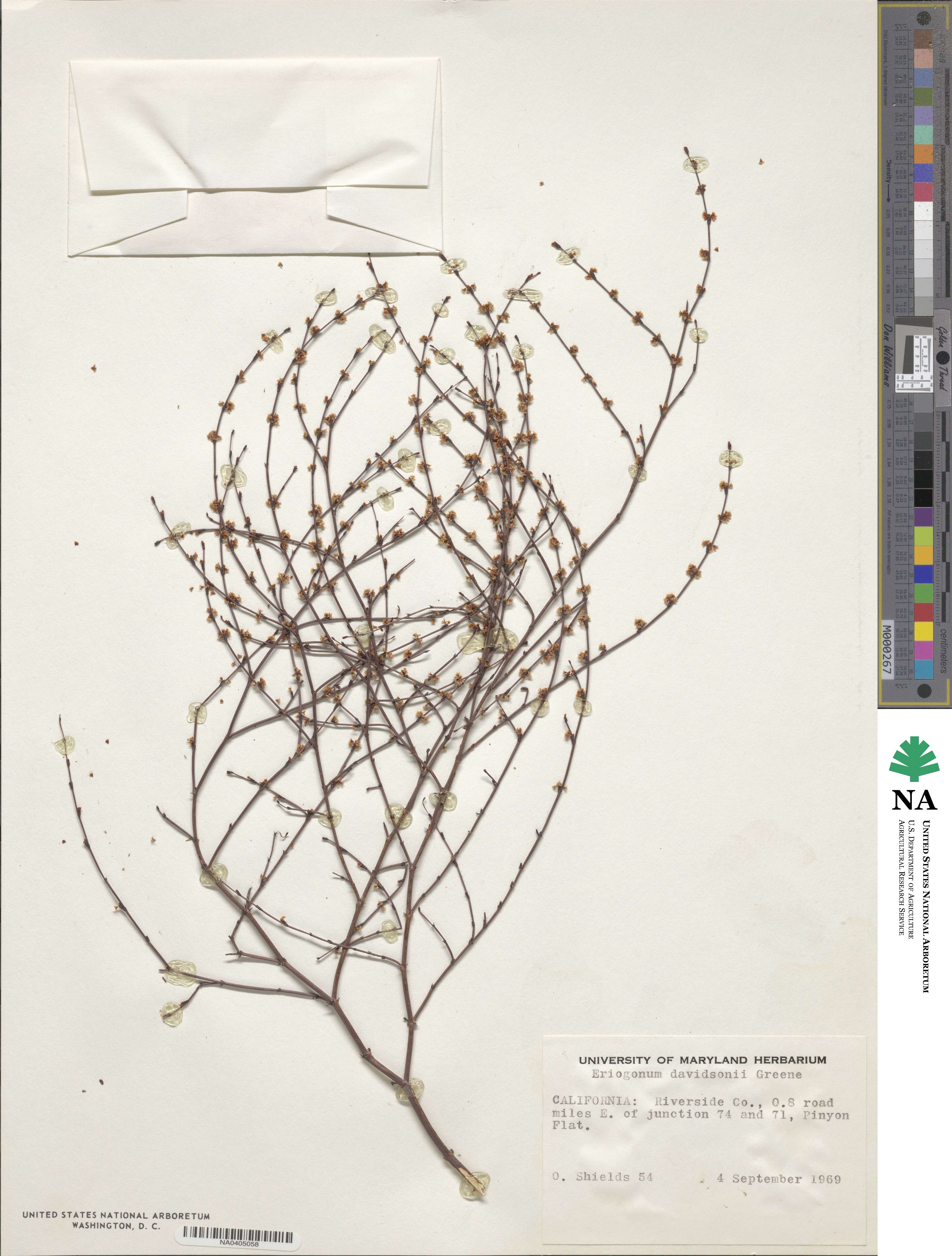 Eriogonum davidsonii image