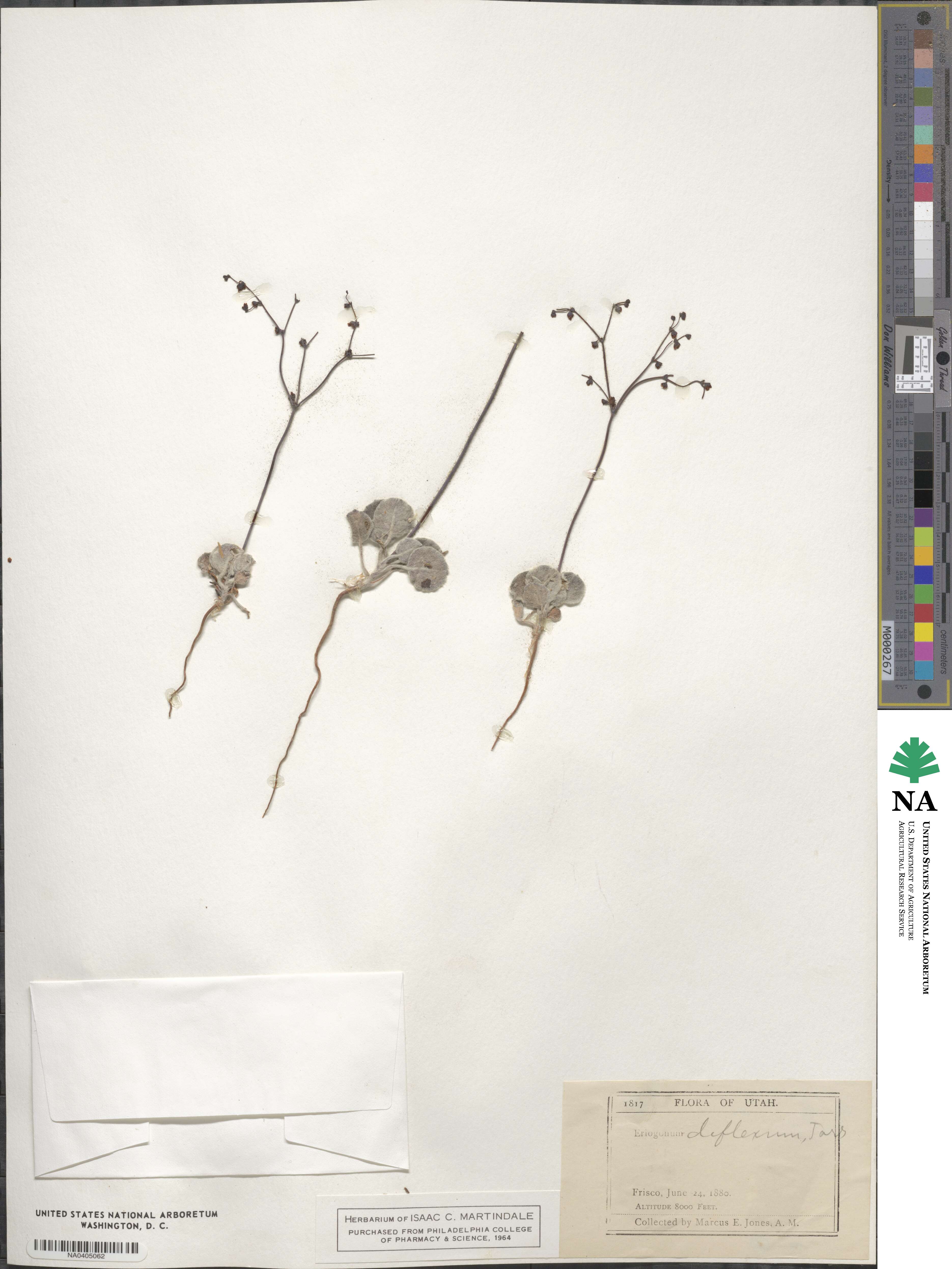 Eriogonum deflexum image