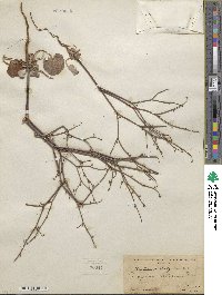 Eriogonum deflexum image