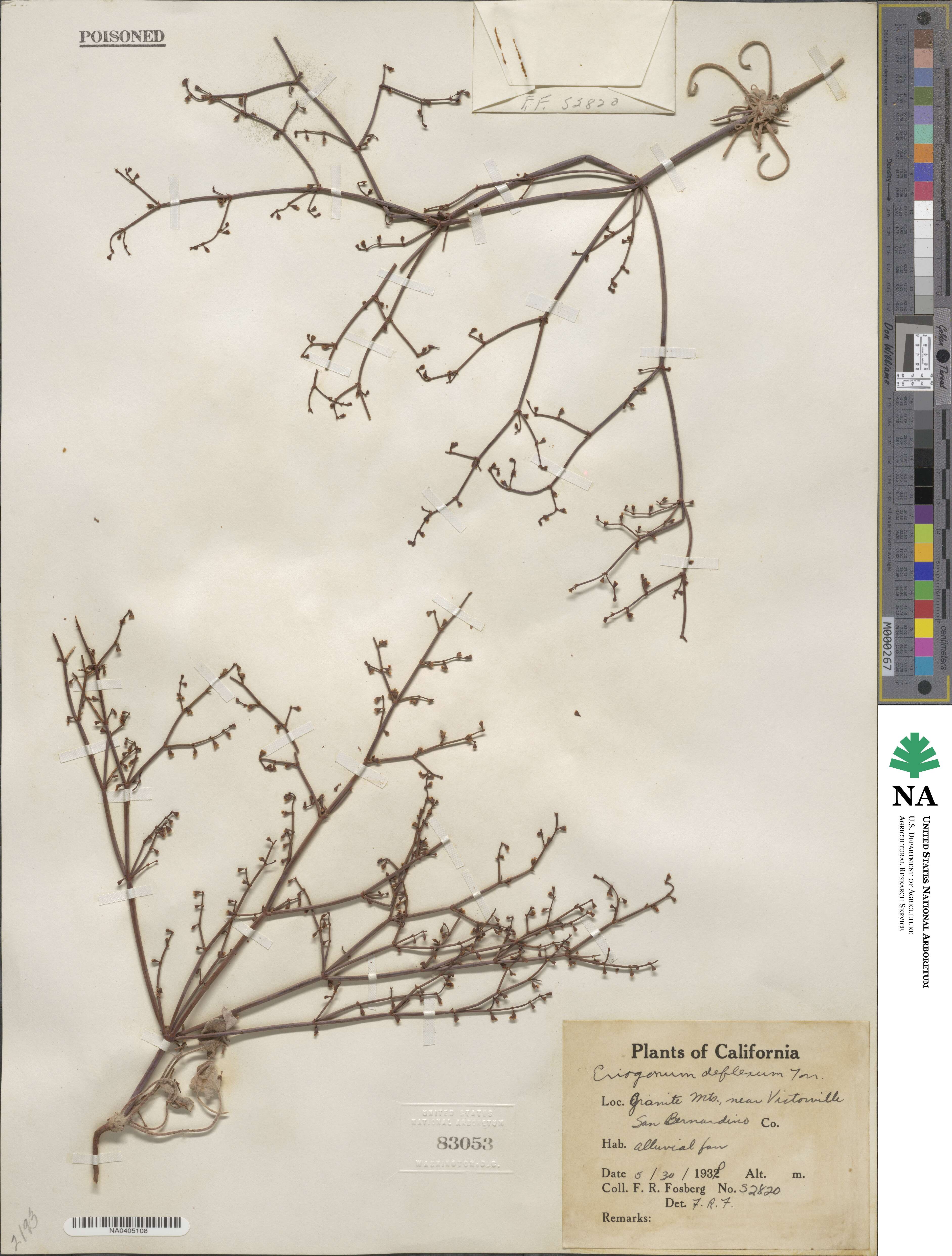 Eriogonum deflexum image