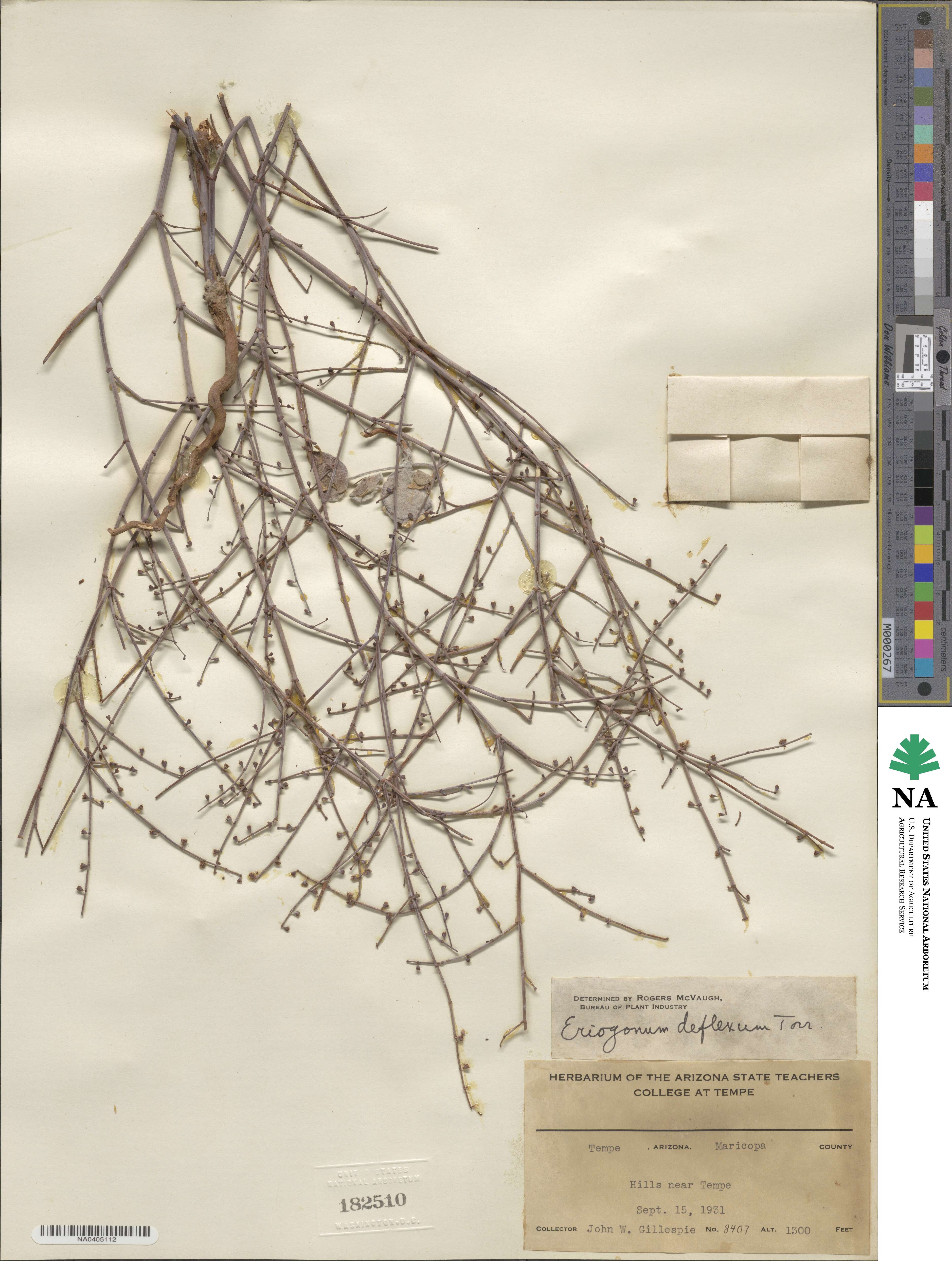 Eriogonum deflexum image