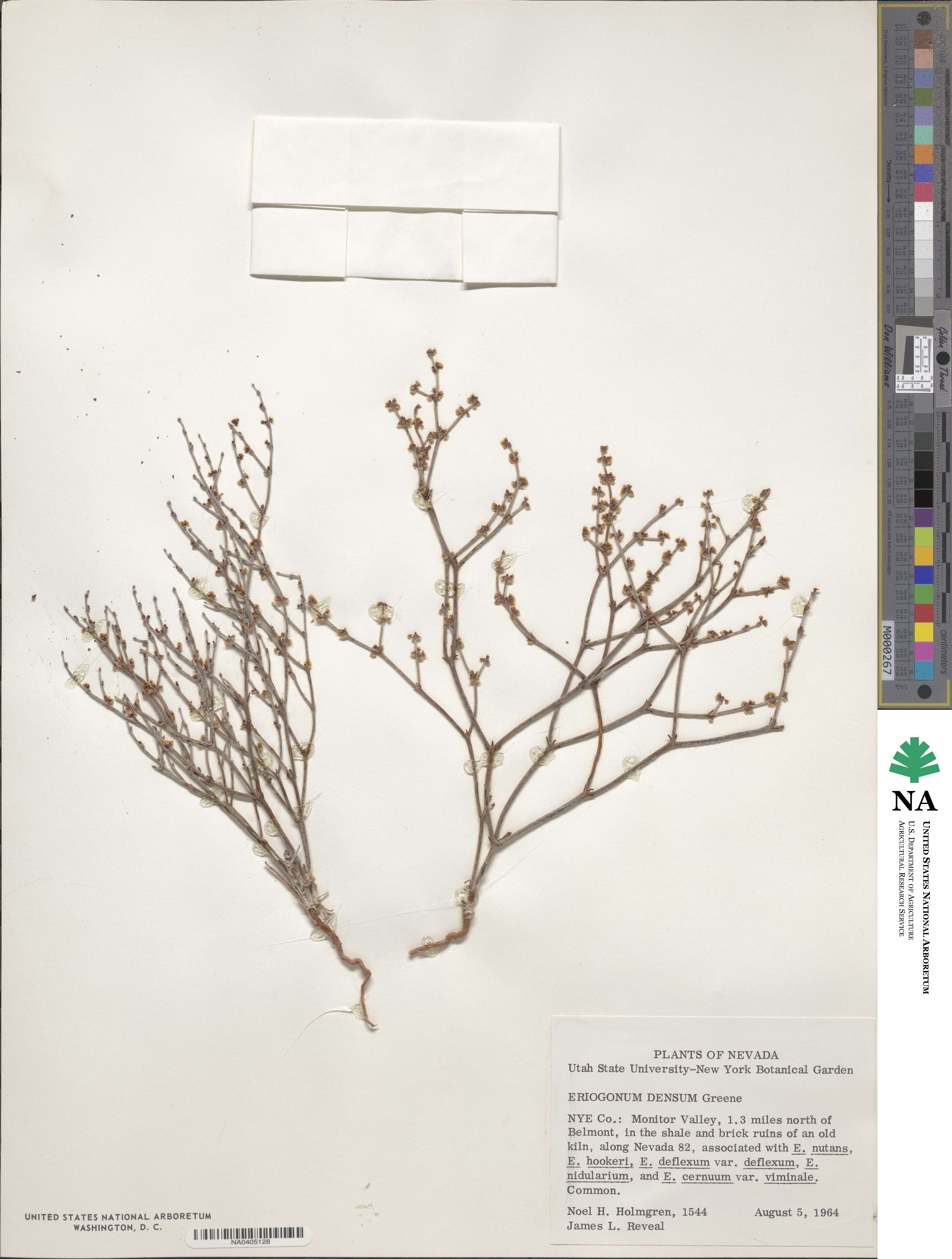 Eriogonum salicornioides image