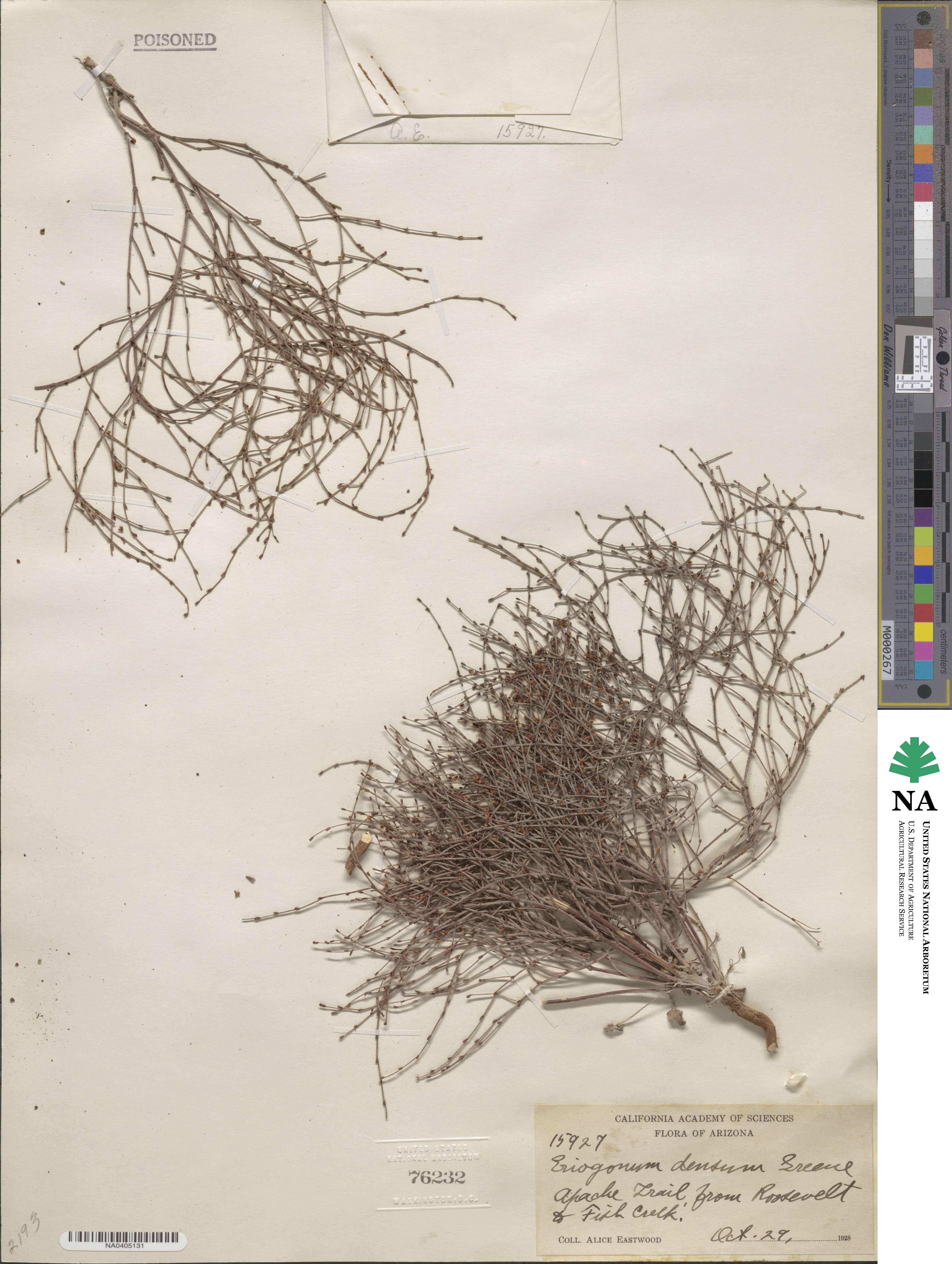 Eriogonum salicornioides image