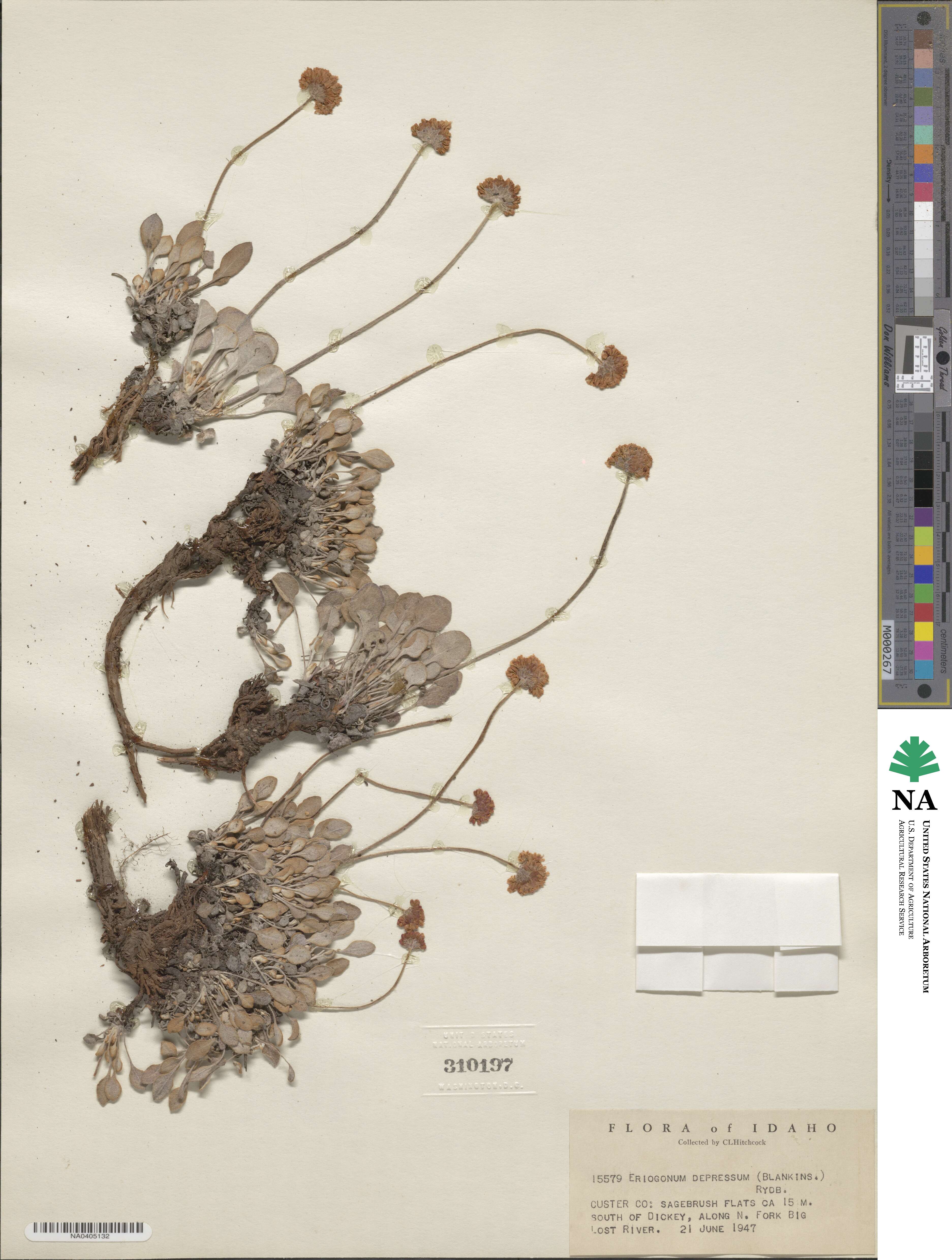 Eriogonum ovalifolium var. depressum image
